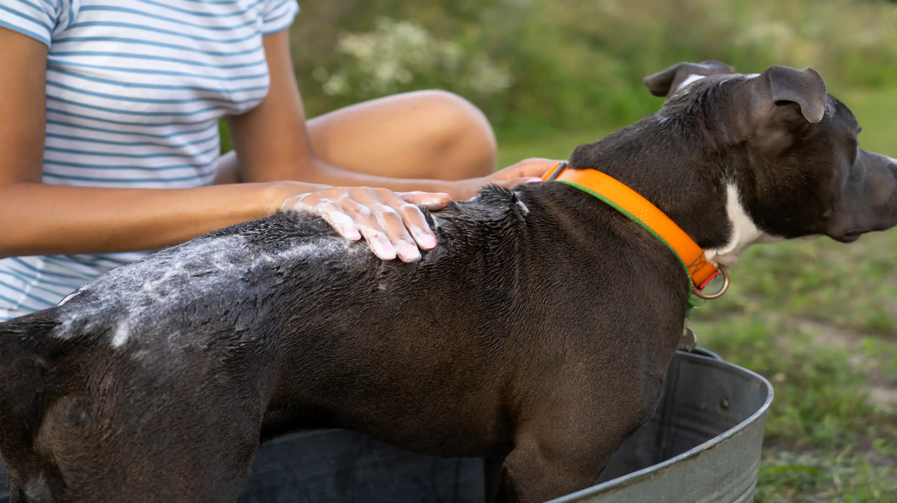 Un bain préventif contre les puces pour un chien marron dans une bassine