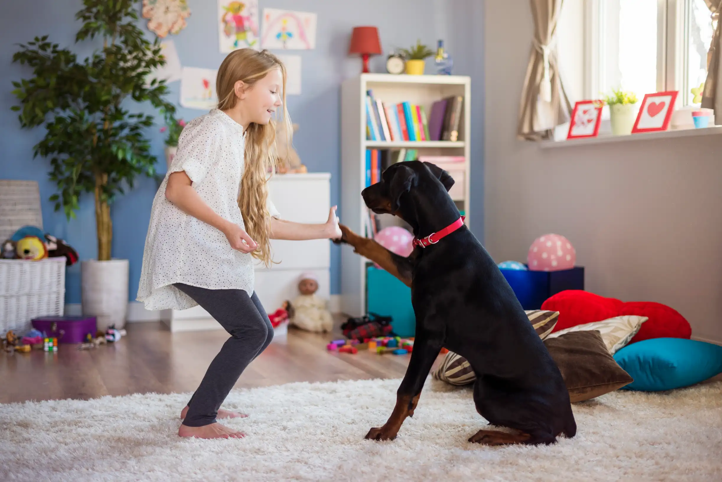 un ejeune fille joue avec son chien labrador marron dans sa chambre