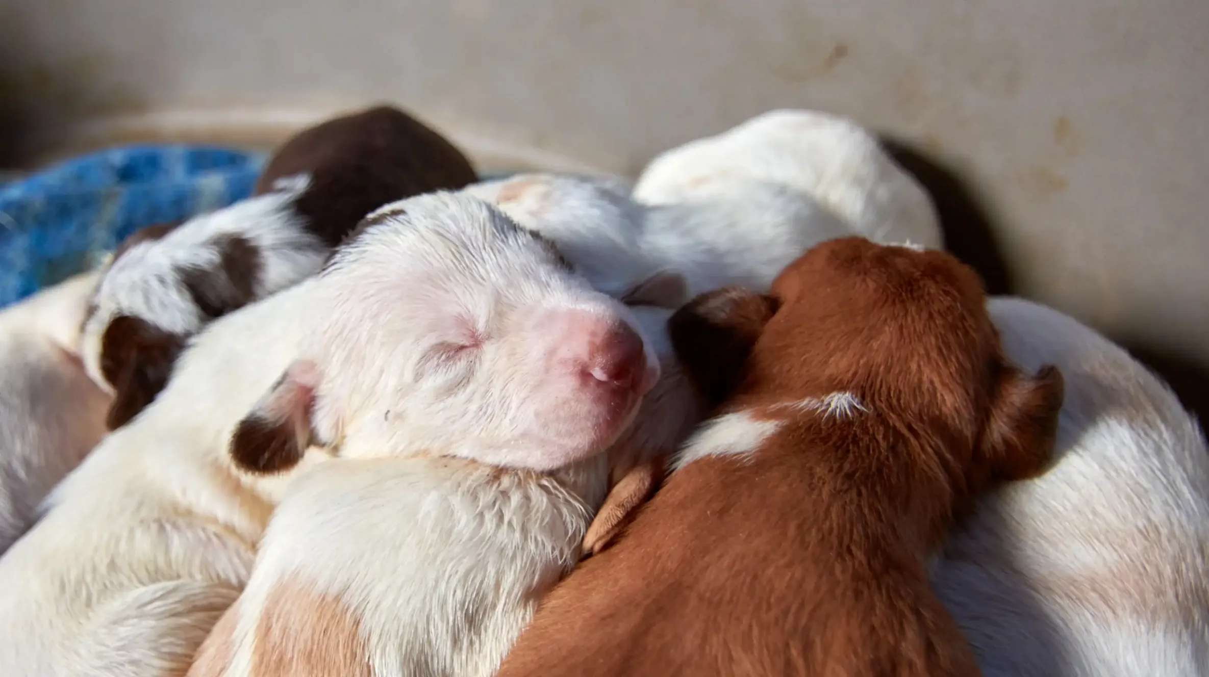 Des chiot trop tôt sevrés peut déclancher une peur ou une anxiété face à leurs congénères