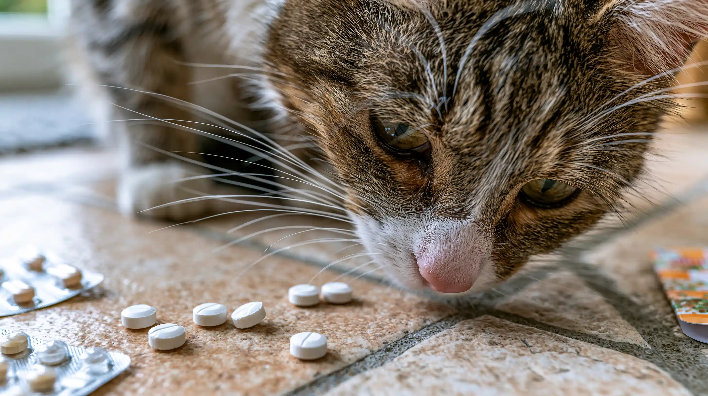 Un chat qu irenifle des médicaments laissés par terre 