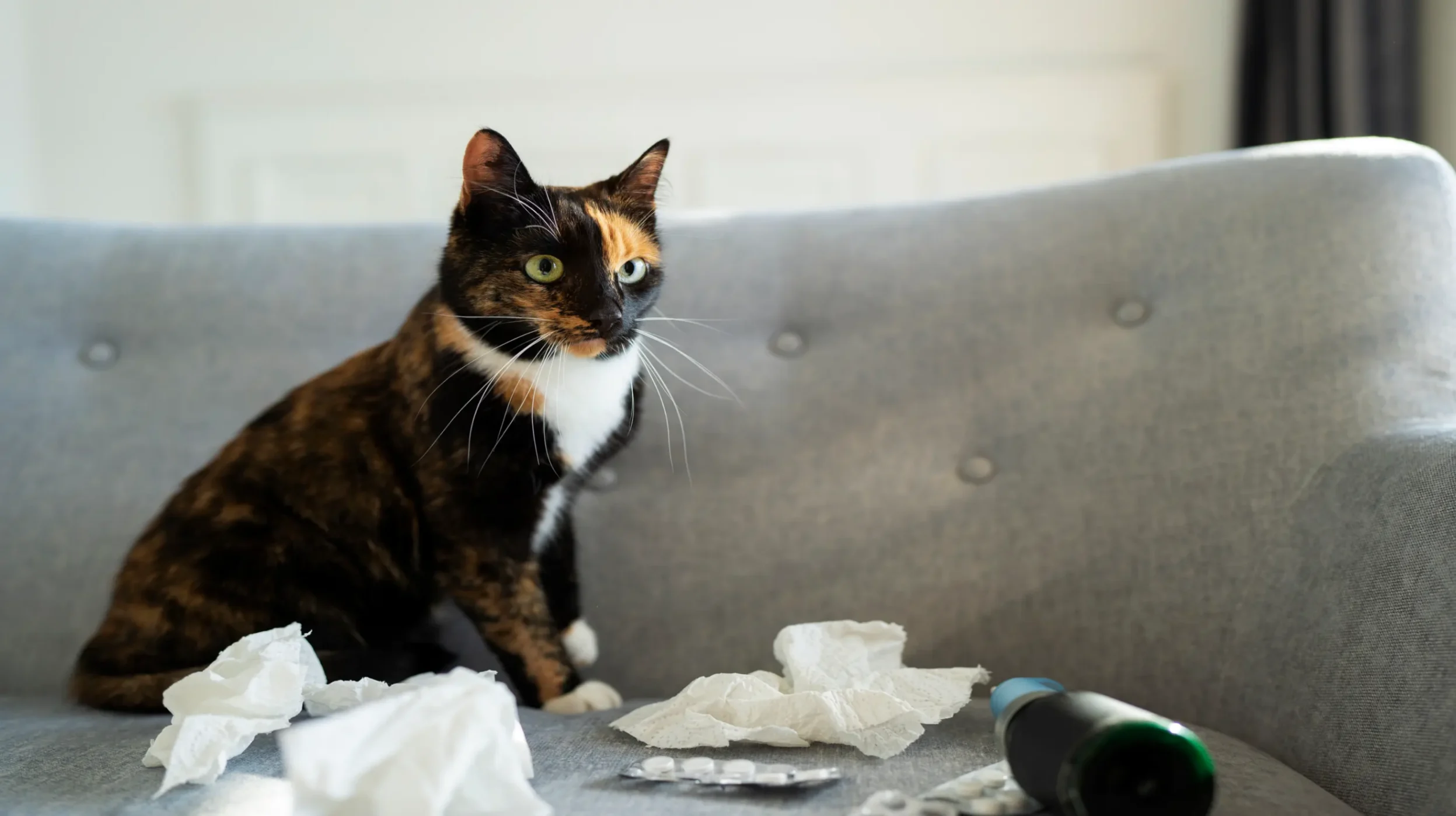 Un chat assis sur un canapé à côté des médicaments laissés sans surveillance