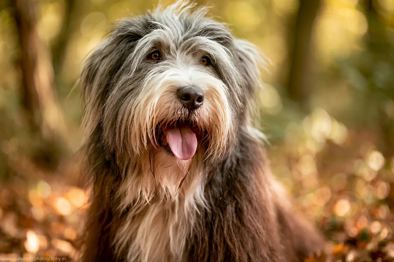 Bearded Collie