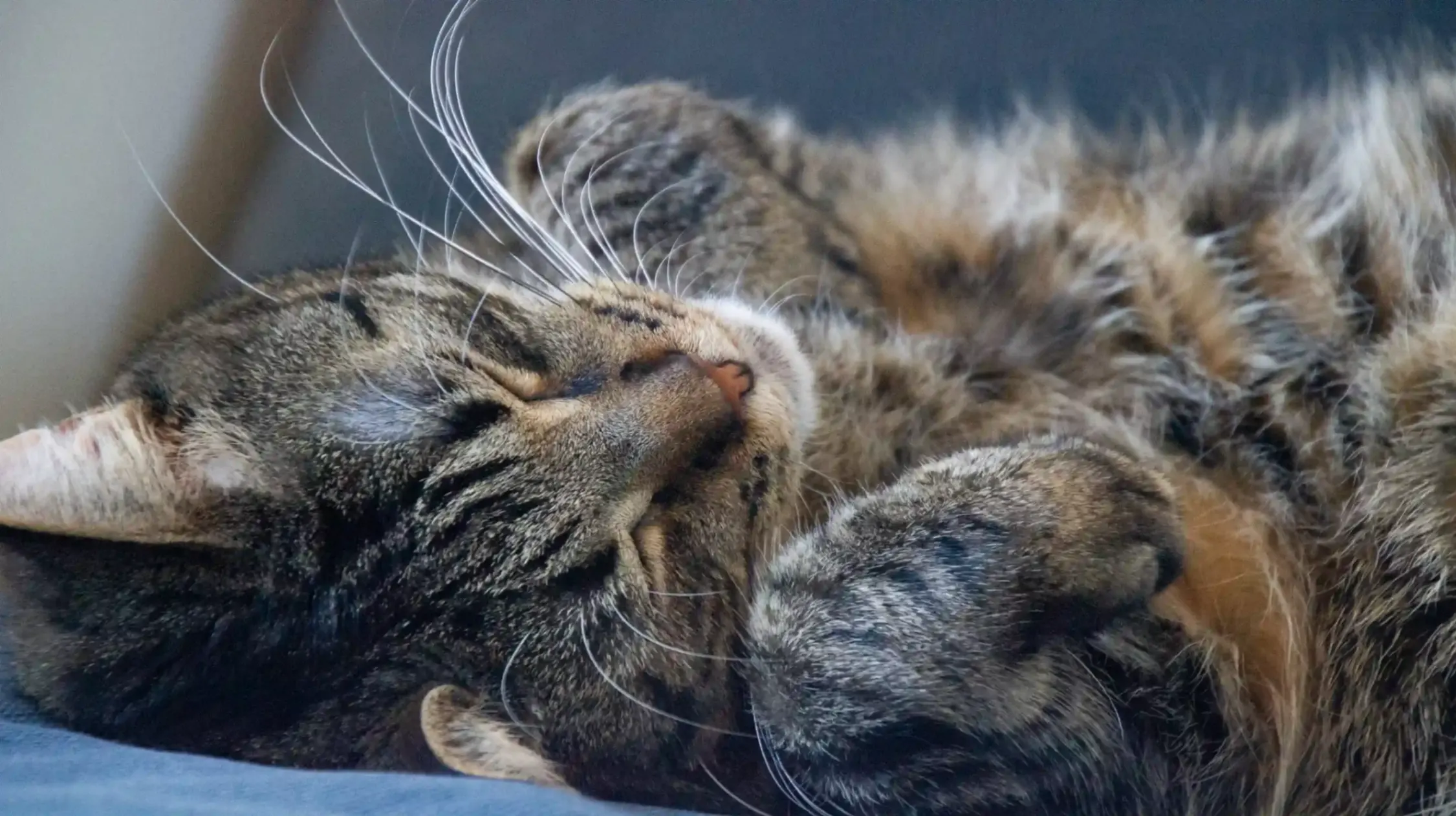 un chat qui dort tranquillement