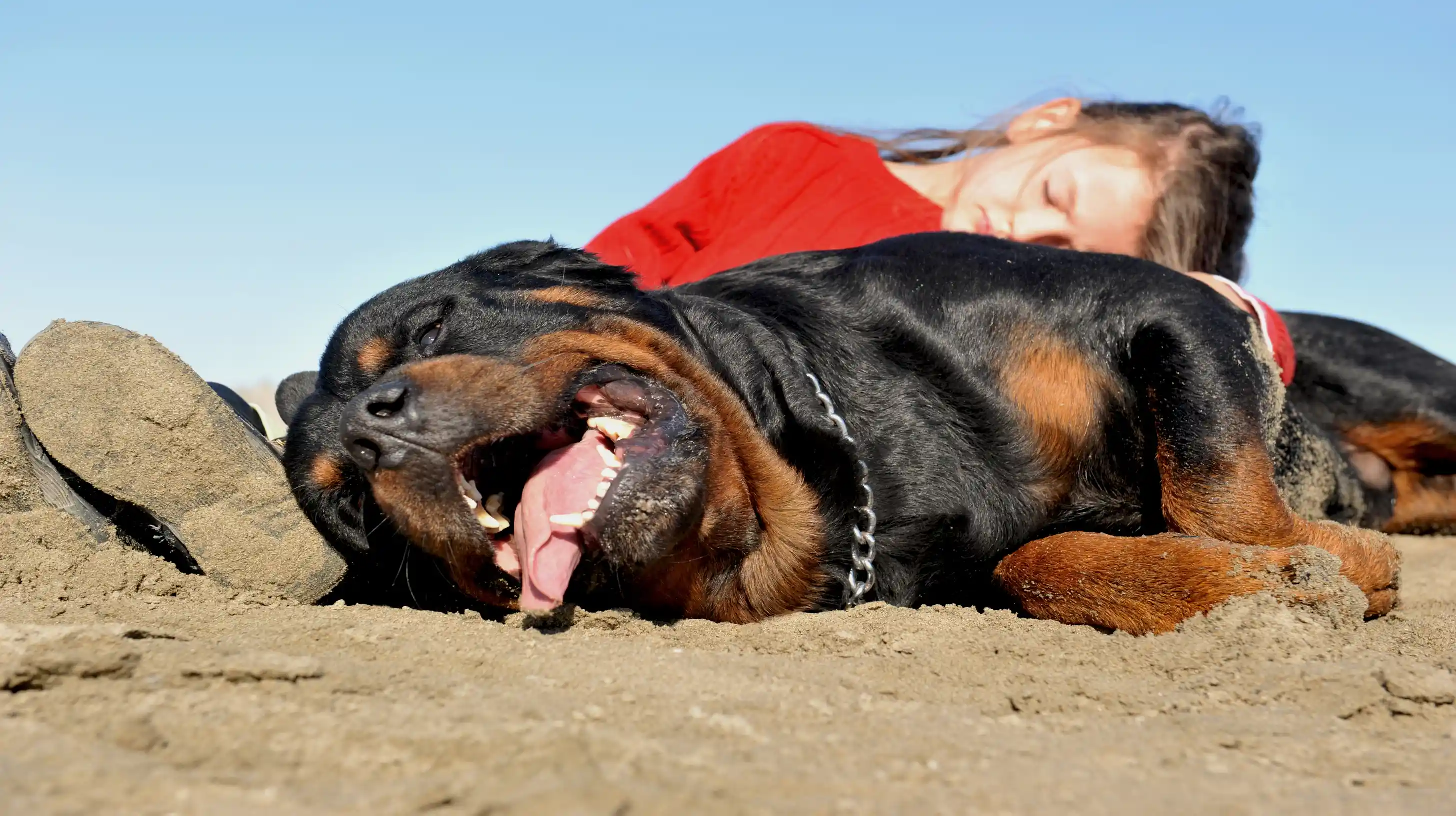 un coup de chaleur du chien un grand retwailler