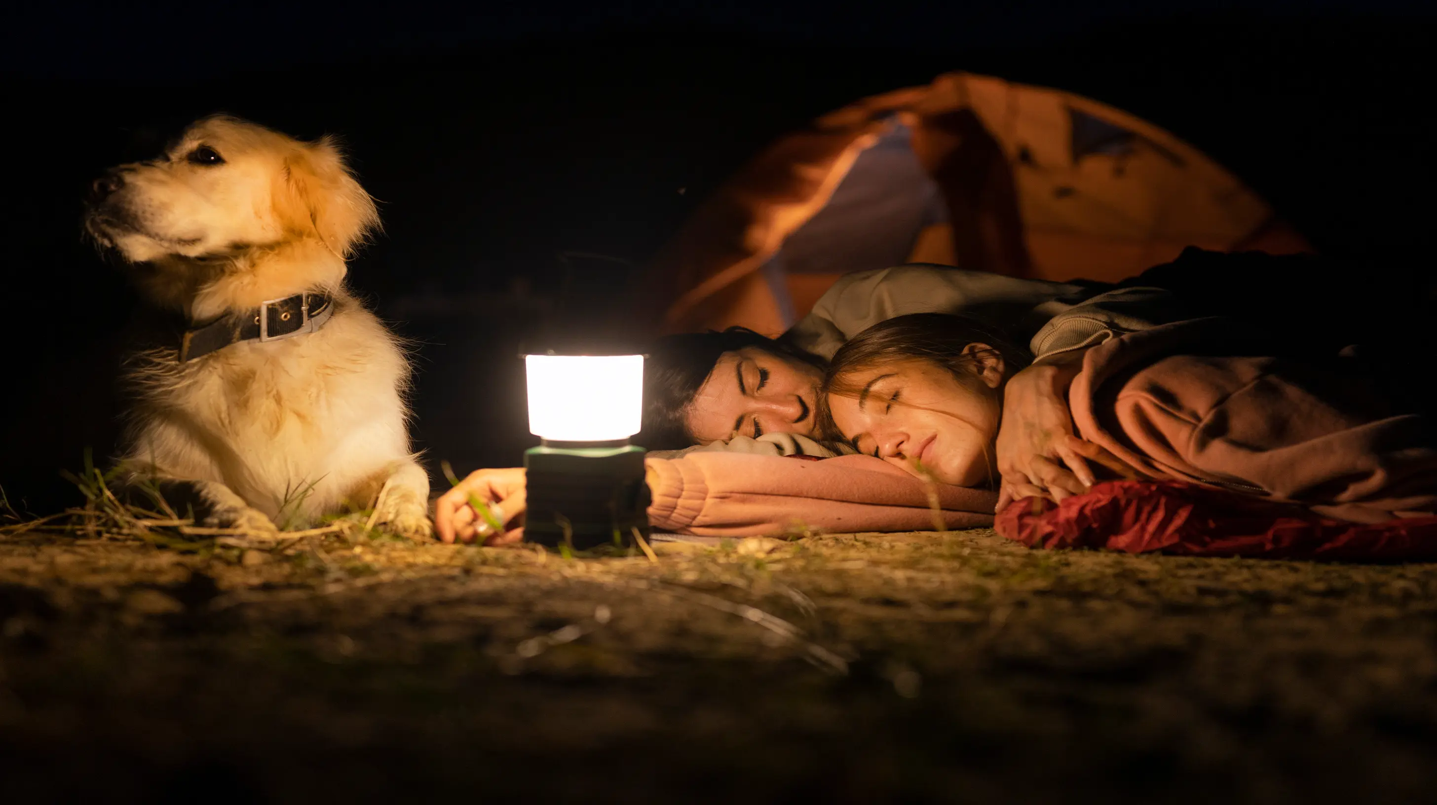 un labrador veiulle au camping près d'une lampe