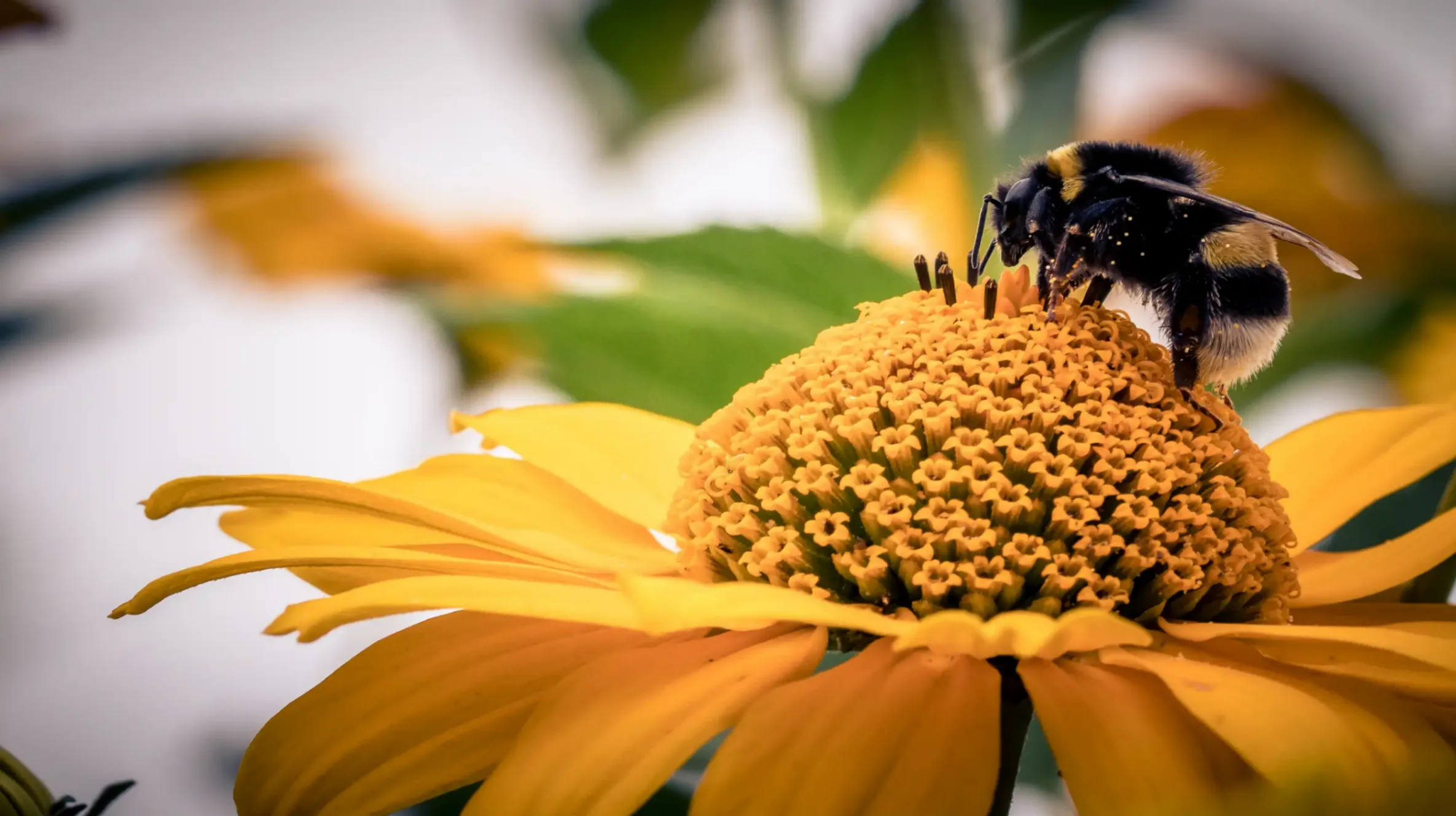 Une abeille qui butine sur une fleur jaune