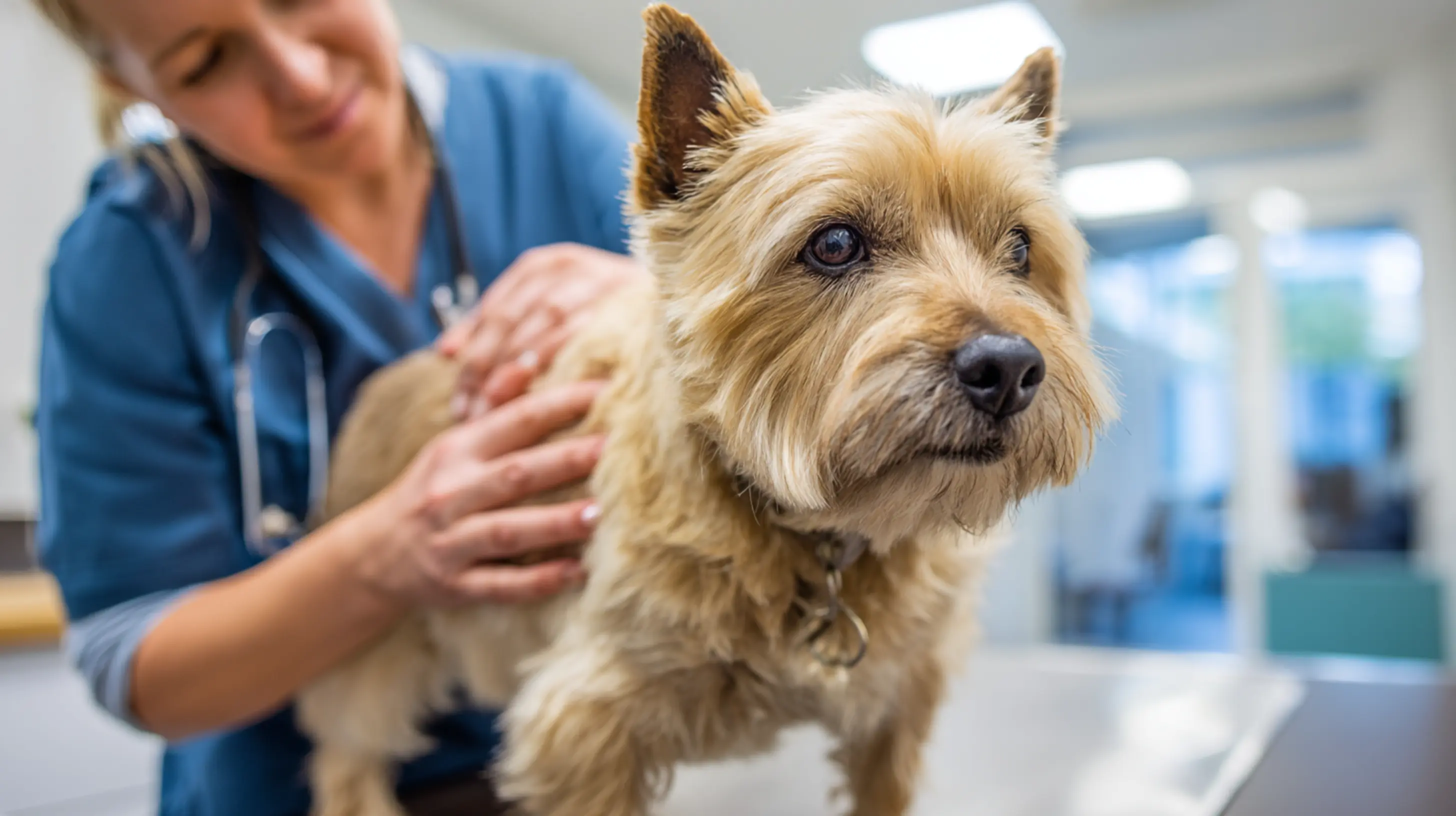 Cairn Terrier sur une table d'examen chez un osthéopathe