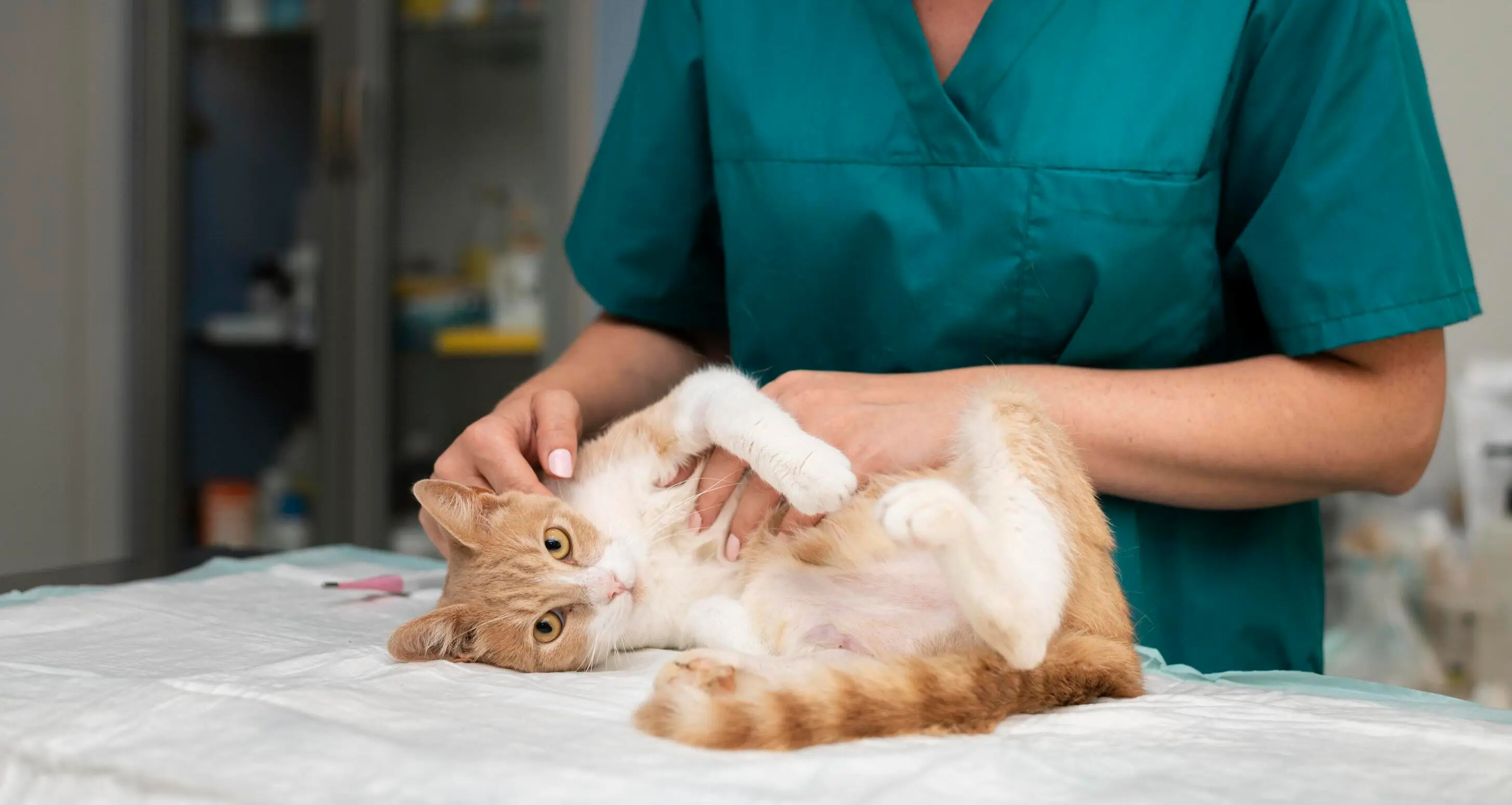 Une séance d'osthéo pour un chat