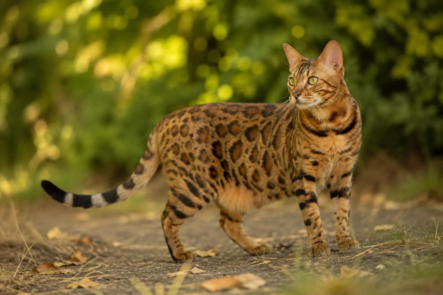 Bengal de côté