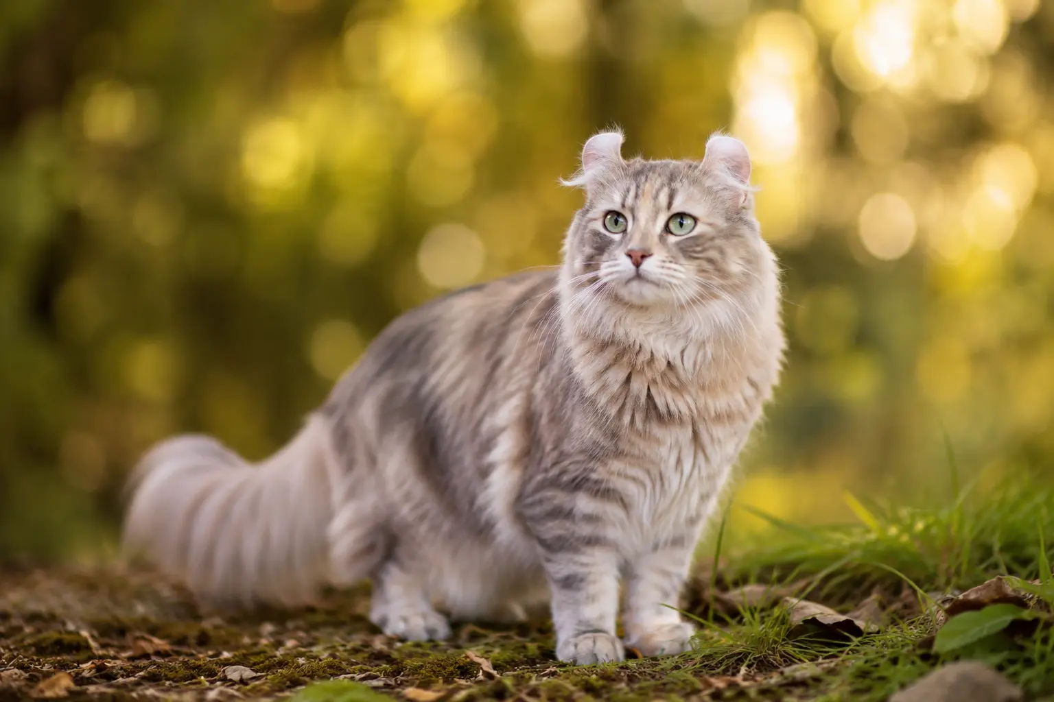 Maladies American Curl - guide santé animale Filouzii