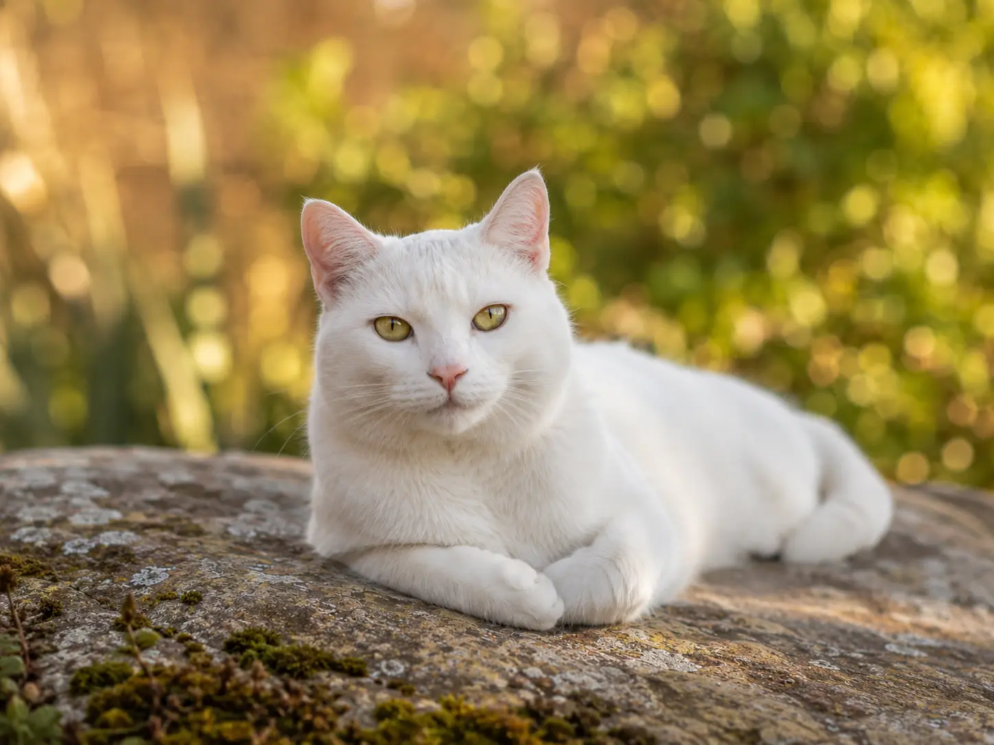 Maladies American Whitehair - guide santé animale Filouzii