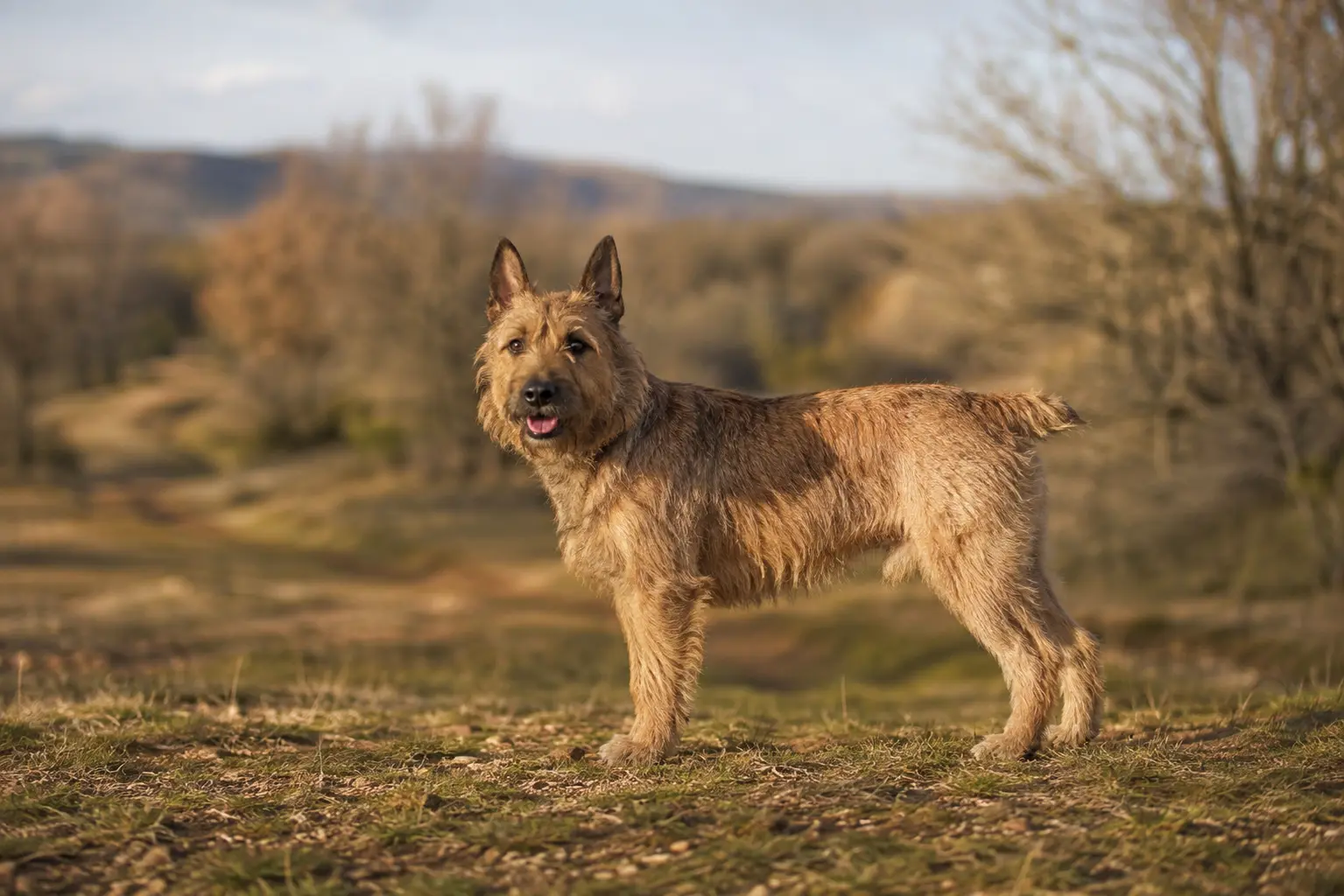 Bouvier des Ardennes dans un champs face caméra