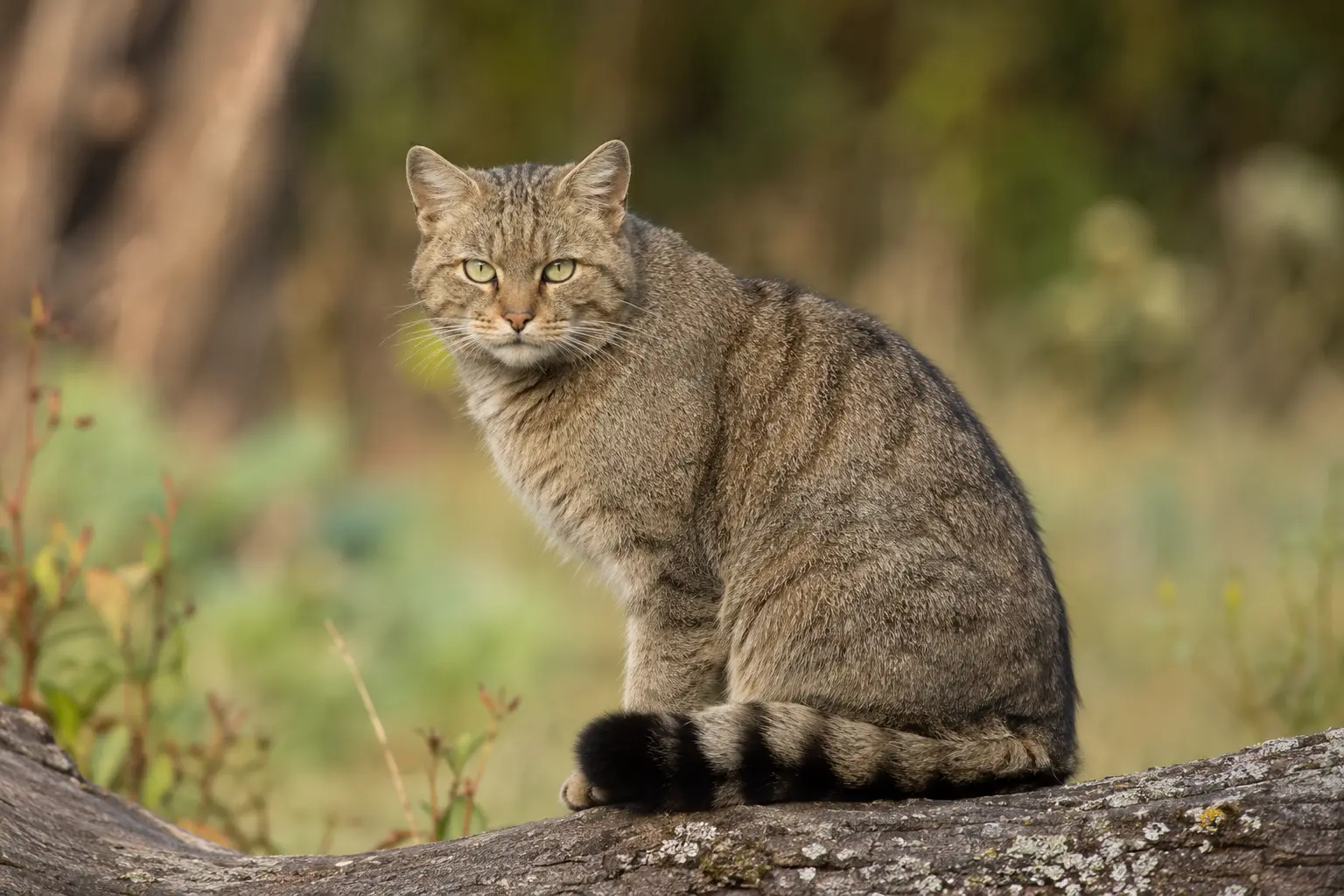 Maladies Chat Sauvage d'Europe - guide santé animale Filouzii