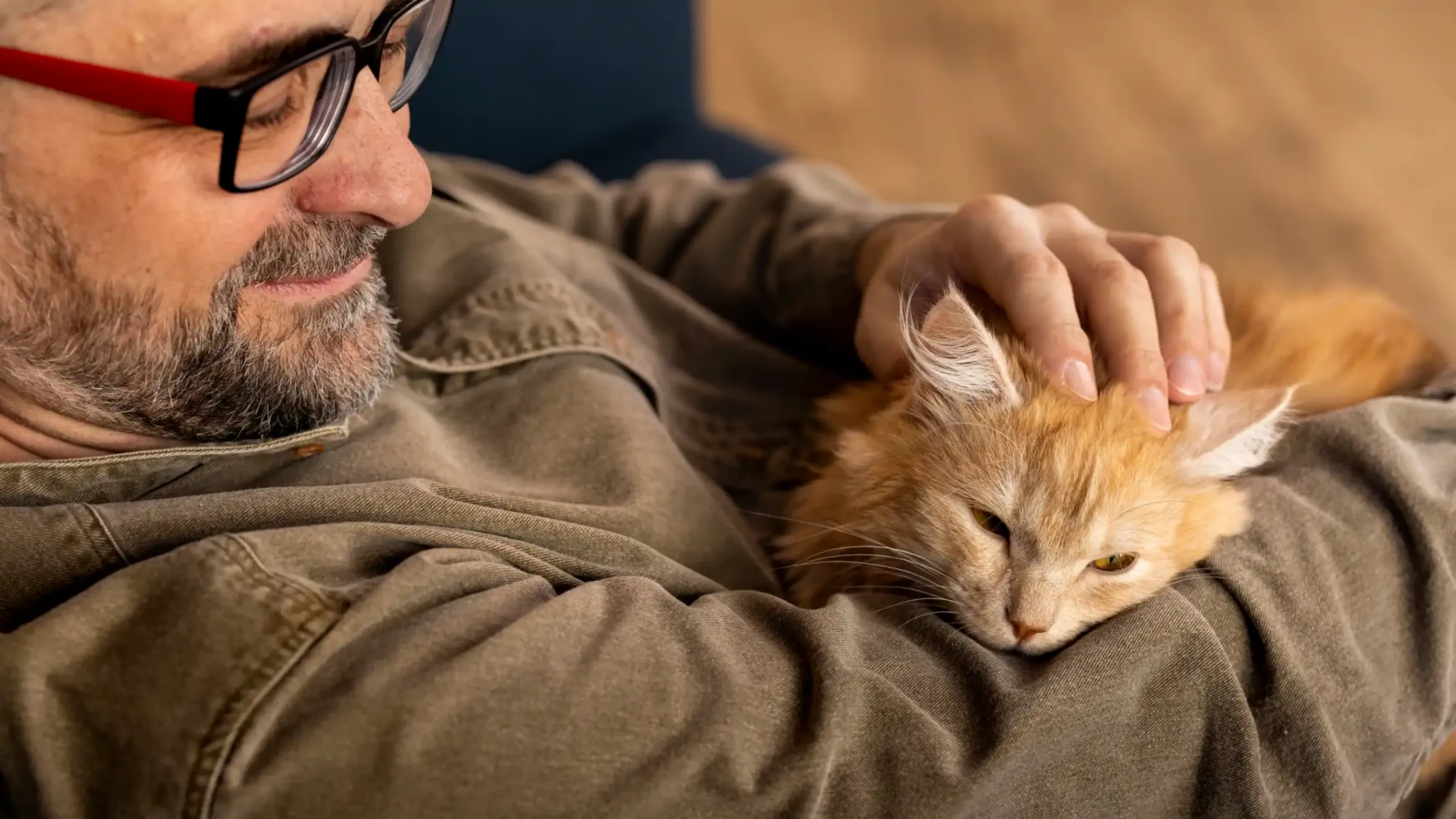un chat roux adopté allongé sur le bras de son propriètaire