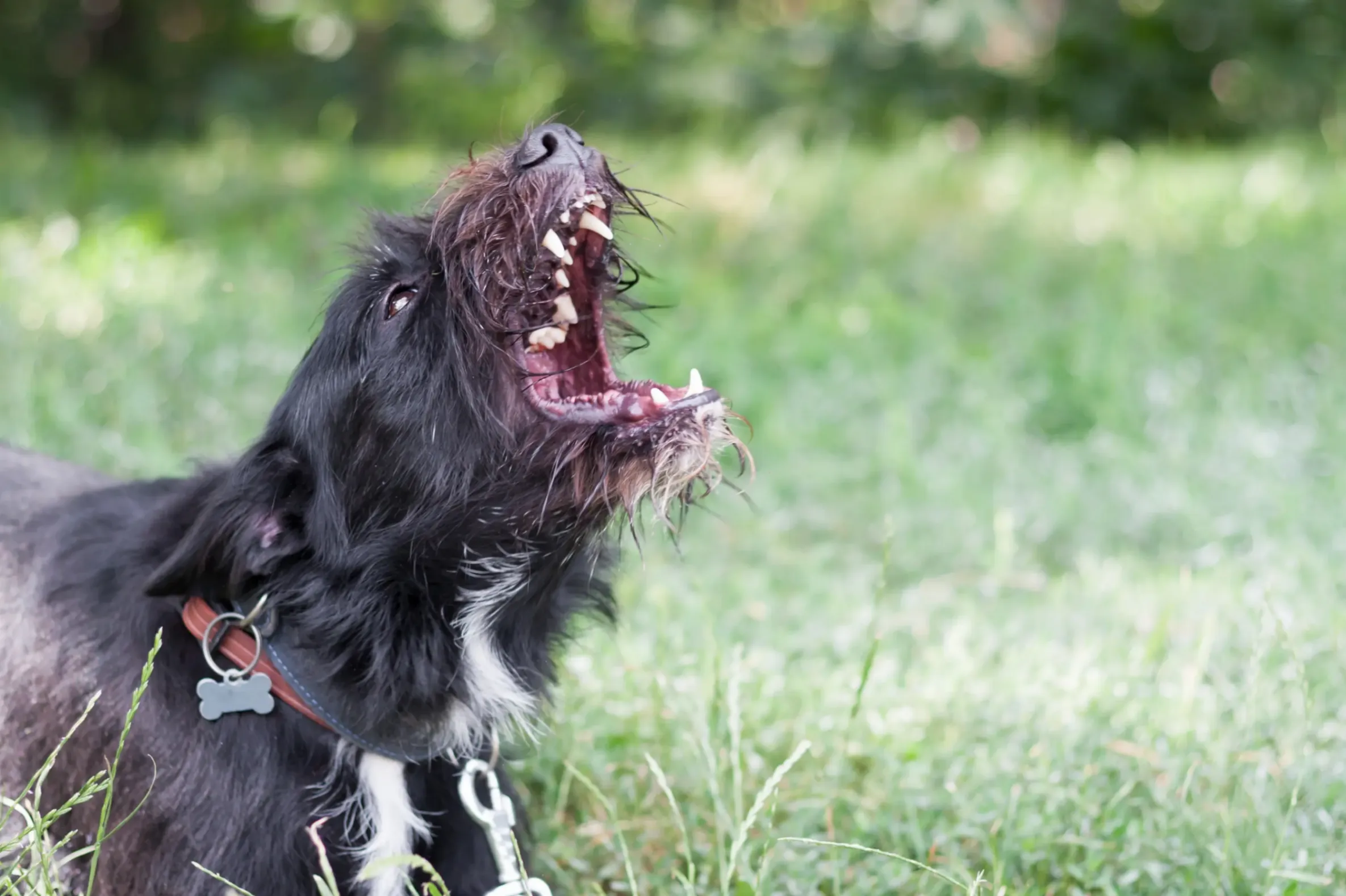 Un chien visiblement agressif, prêt à mordre