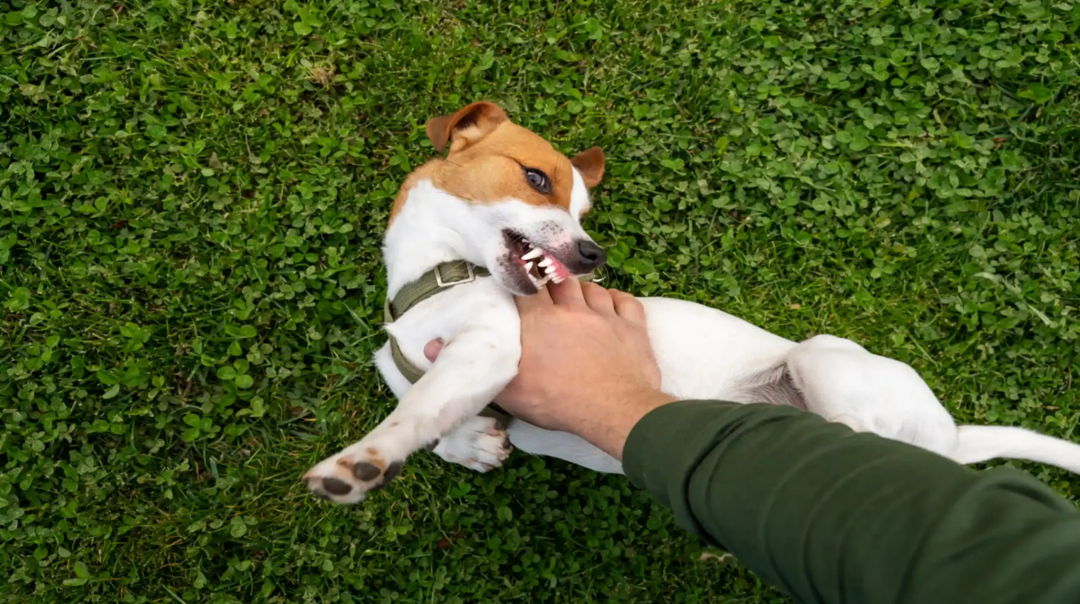Un petit chien mord la main de son maître