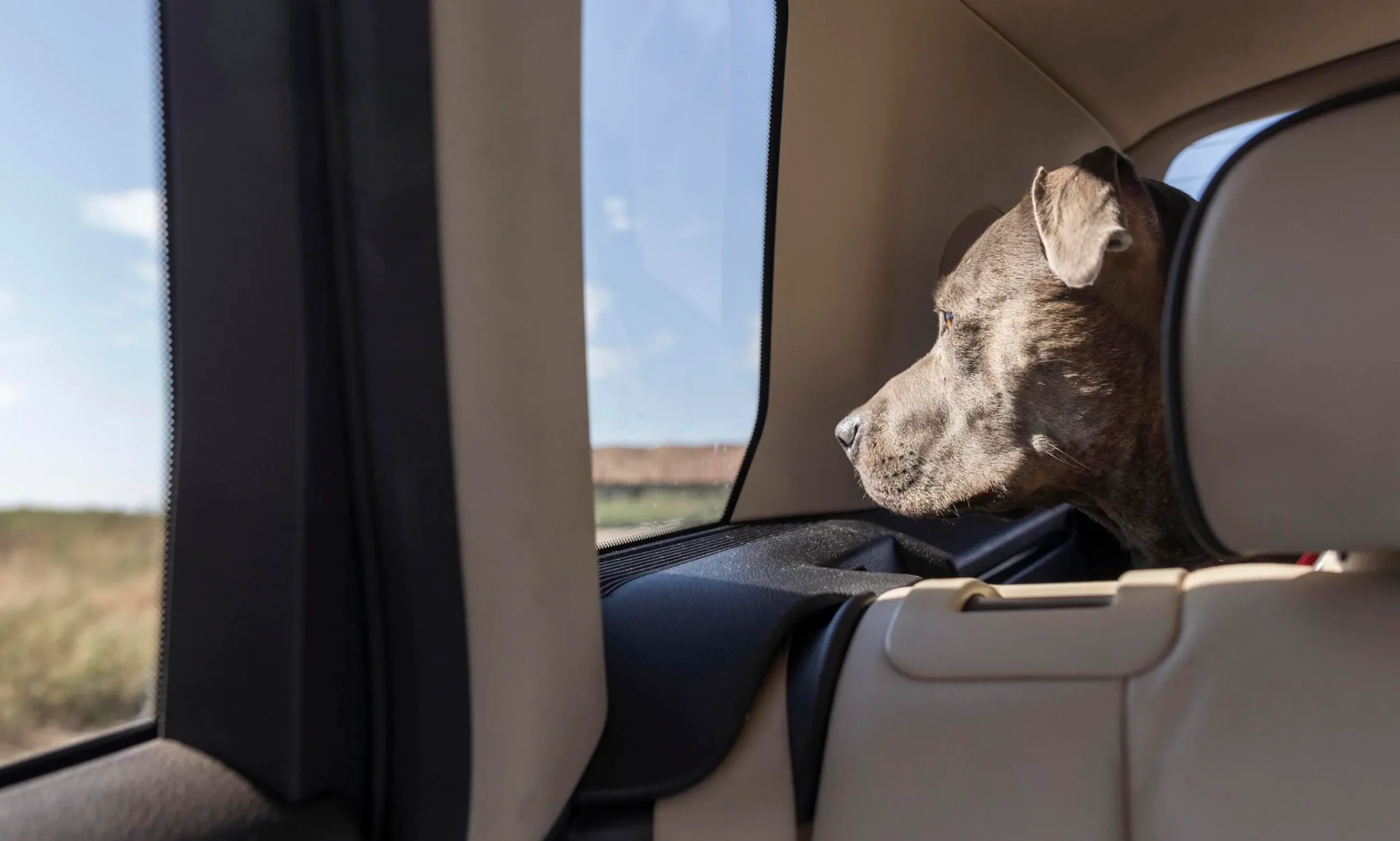 Un staffi qu iregarde par la fenêtre d'une voiture 