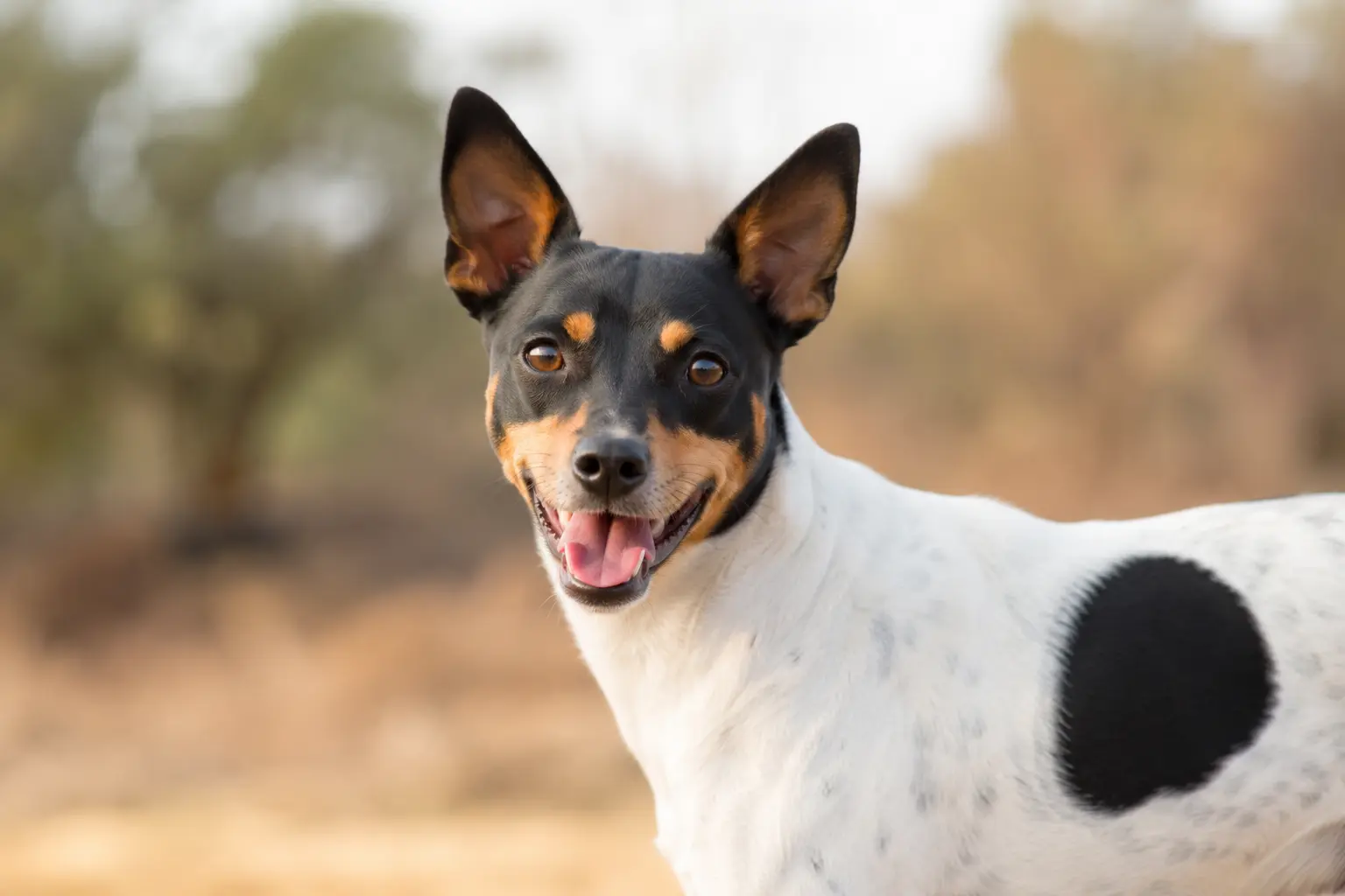 Ratonero Bodeguero Andaluz face caméra