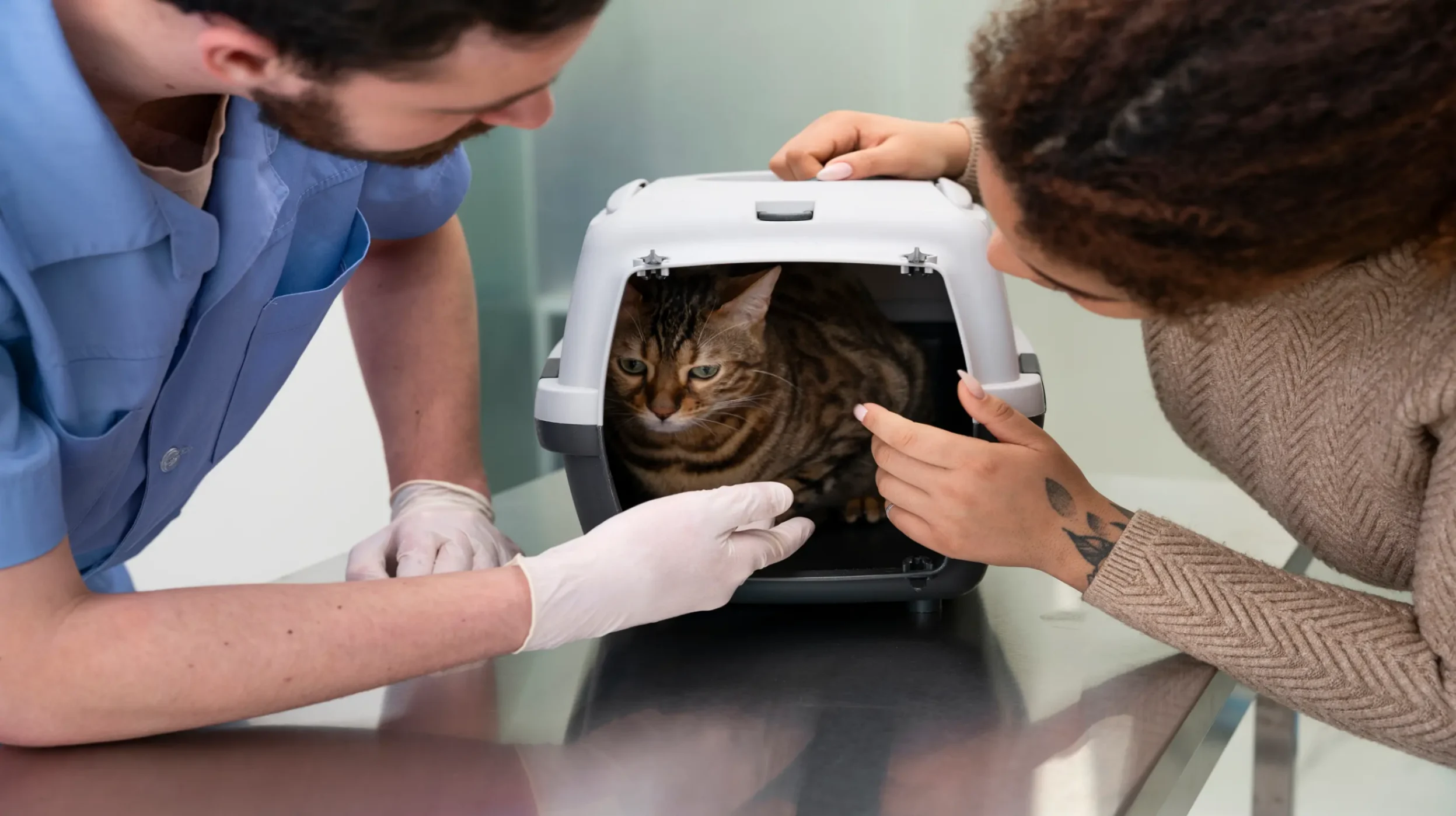 un chat dans sa caisse chez le véto en consultation