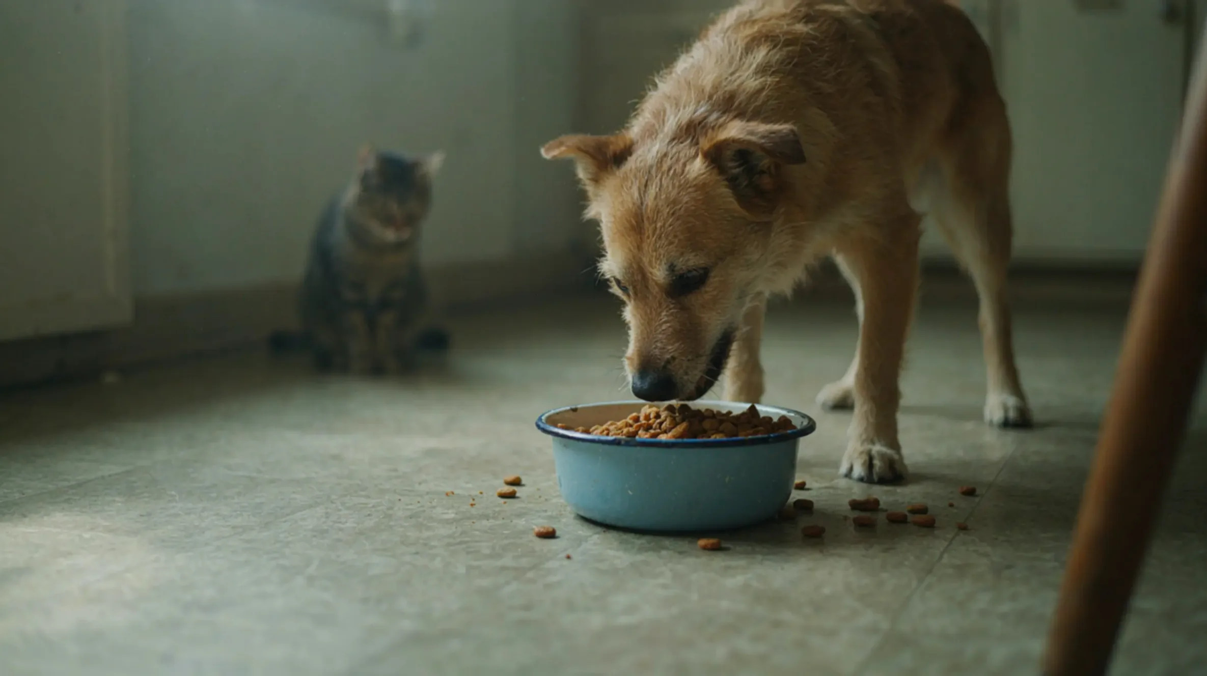 chien qui mange des croquettes dans le salon