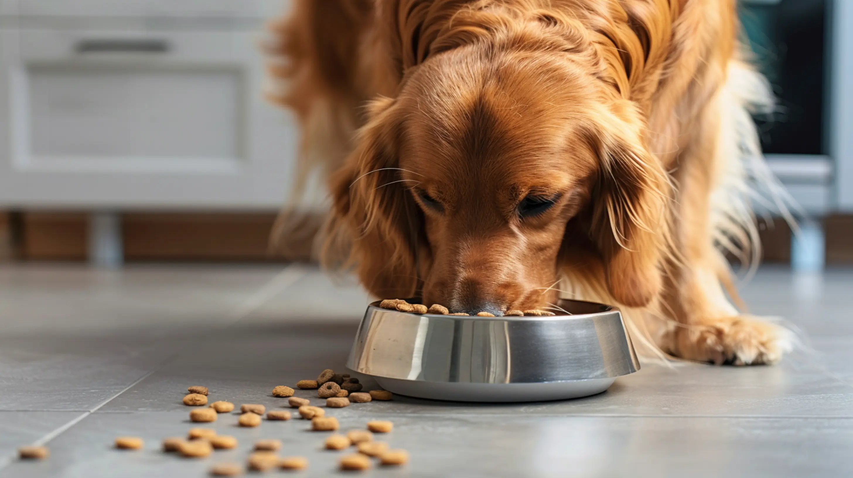un chien qui mange des croquettes en dehors de sa gamelle dans le salon
