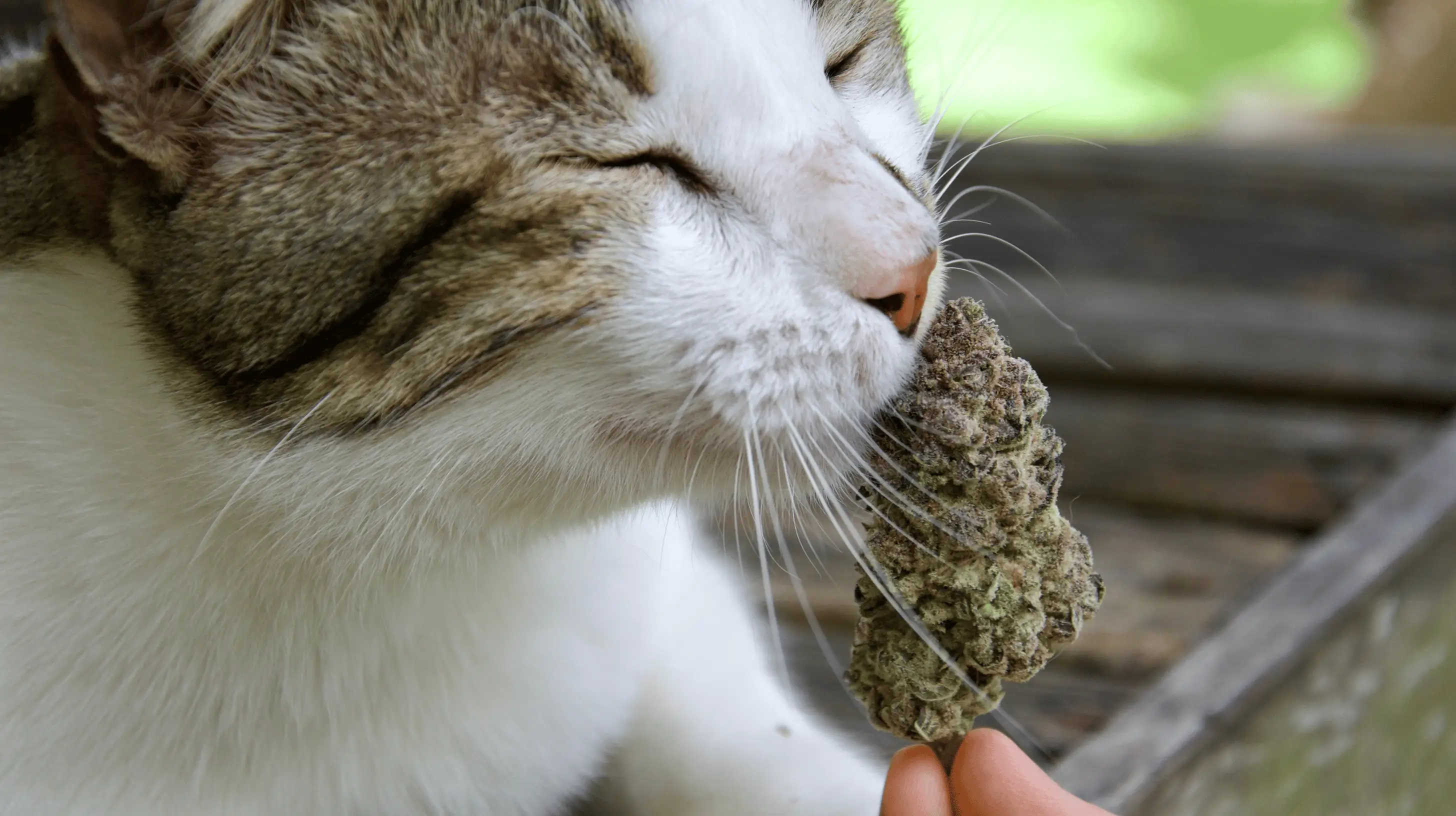 un chat qui renifle du cannabis 