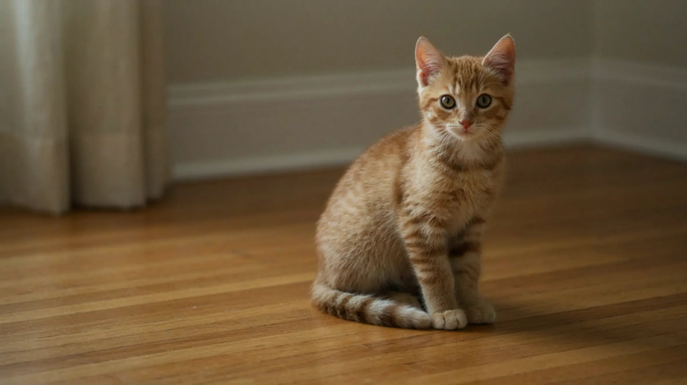 chaton qui regarde l'objectif dans maison