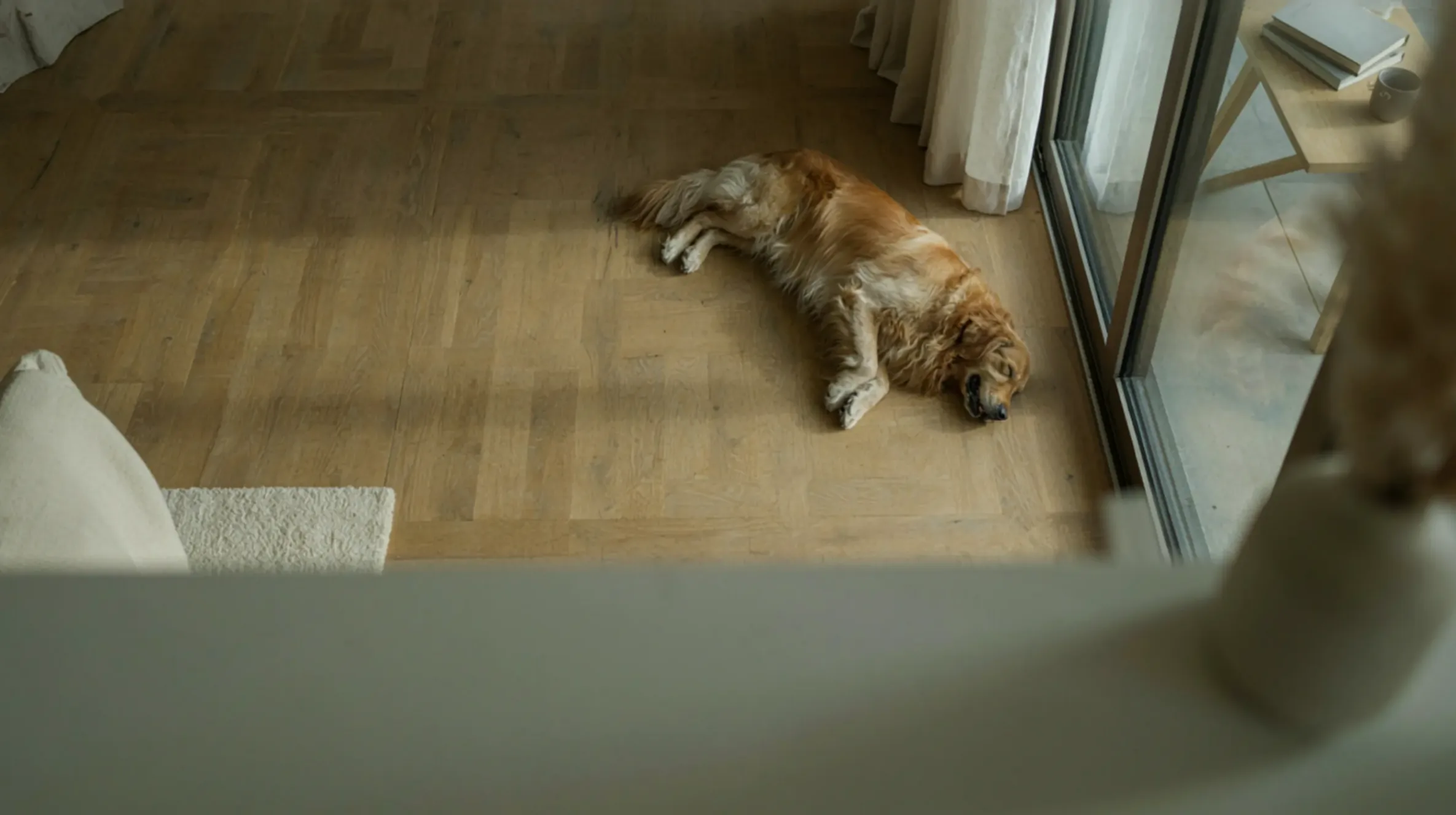 chien qui dort par terre dans le salon d'une maison