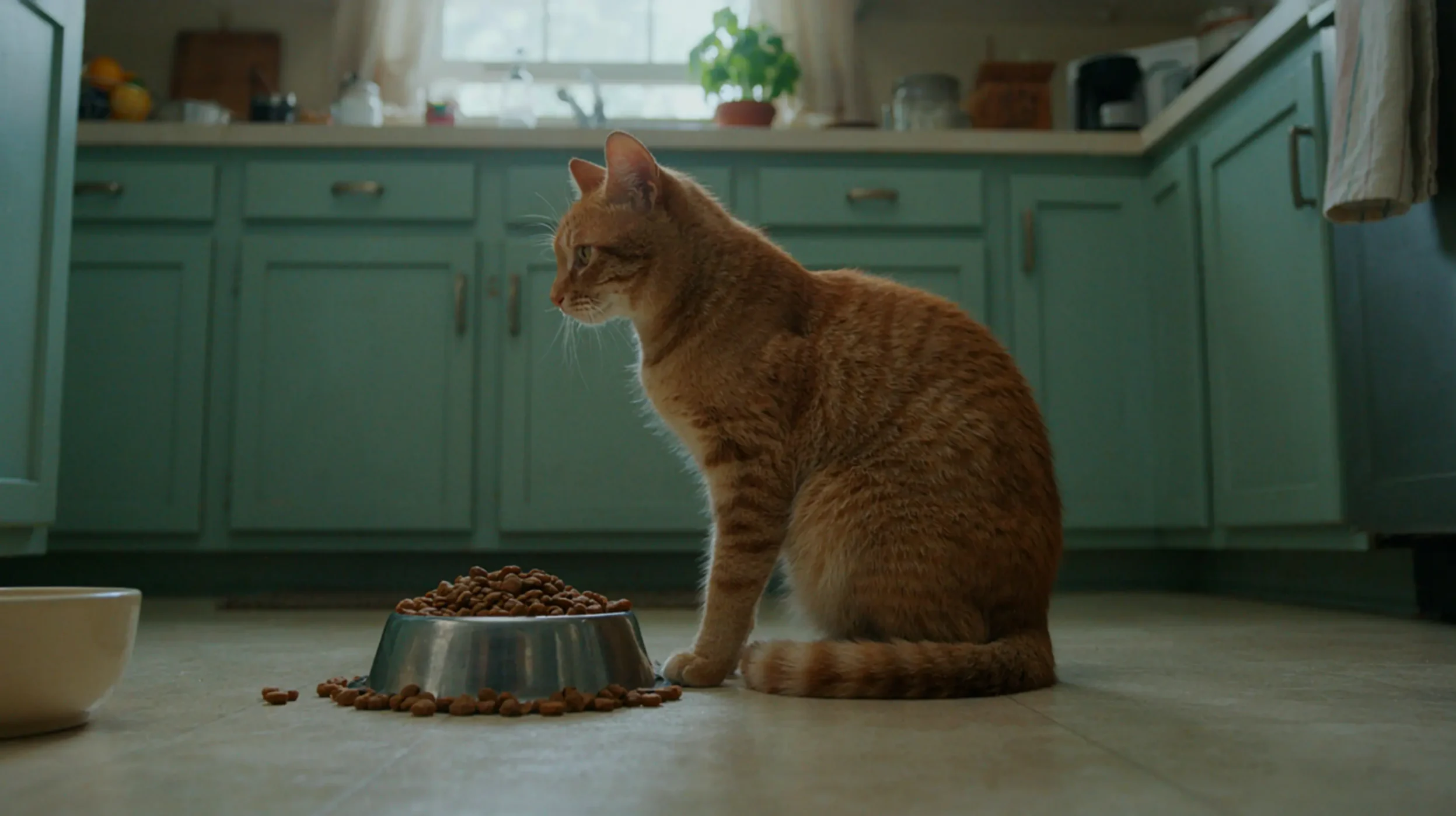chat sa gamelle qui ne pas manger