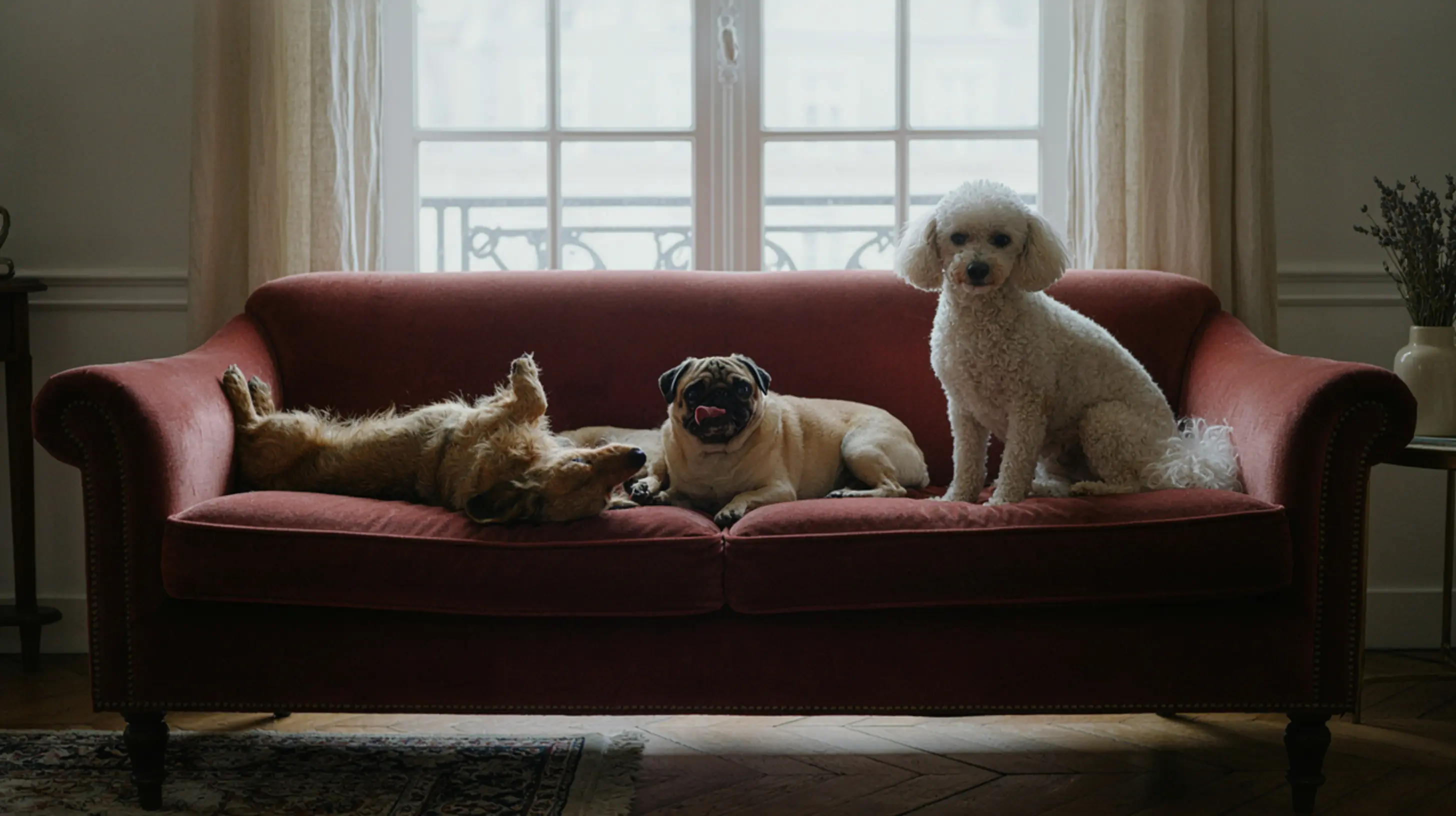 3 chiens sur un canapé