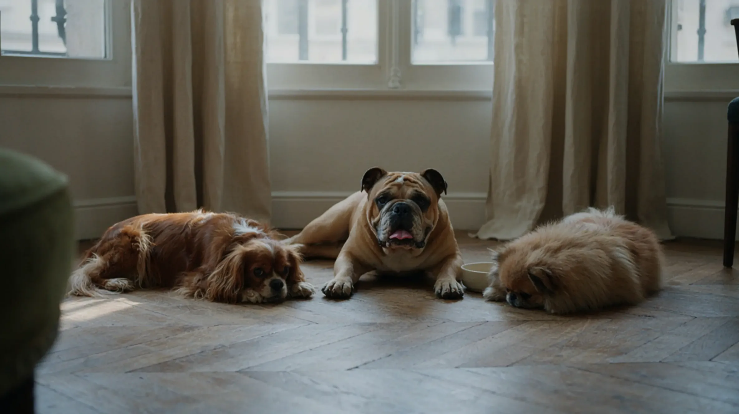 3 chiens sur un canapé