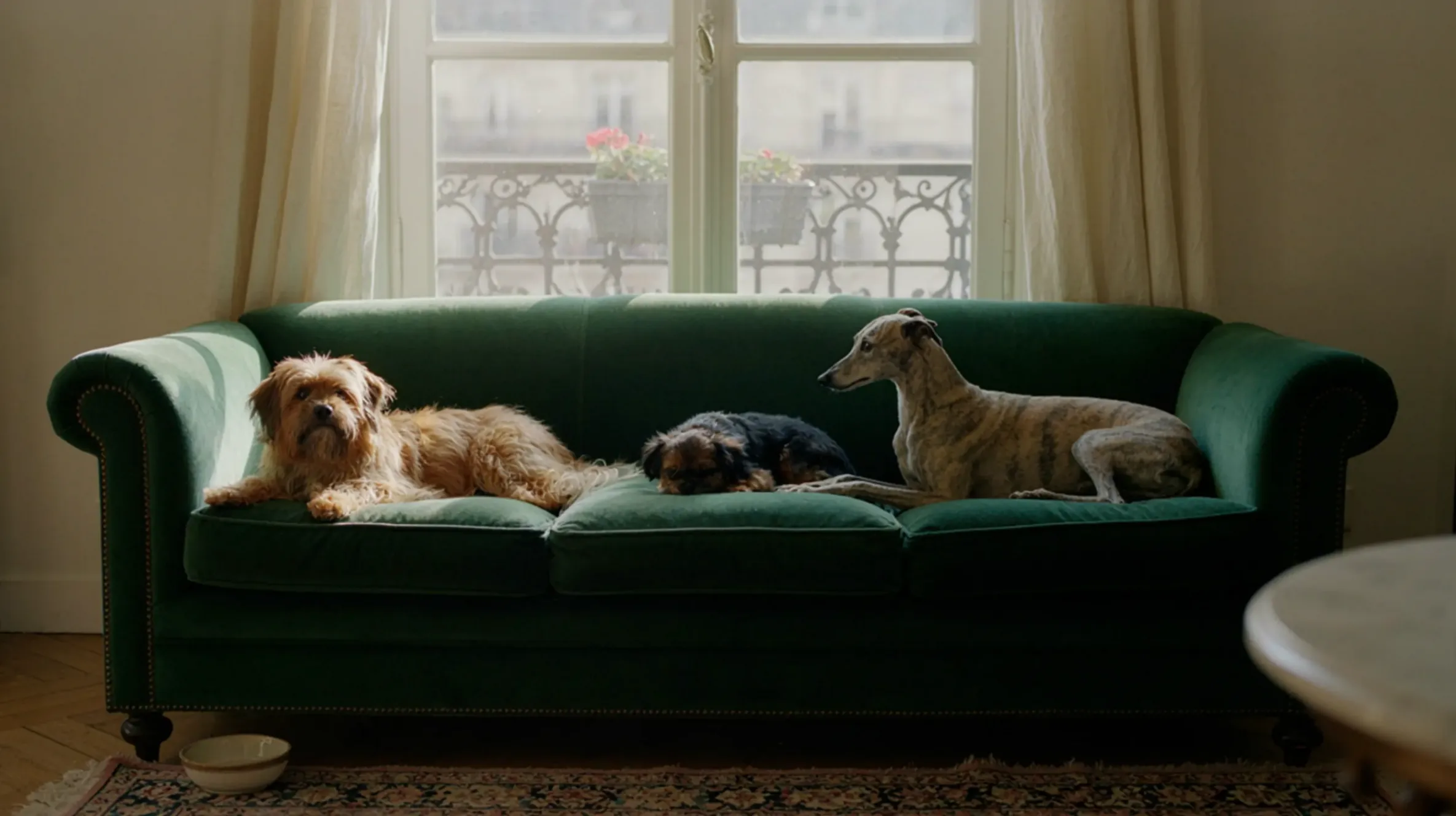 3 chiens sur un canapé