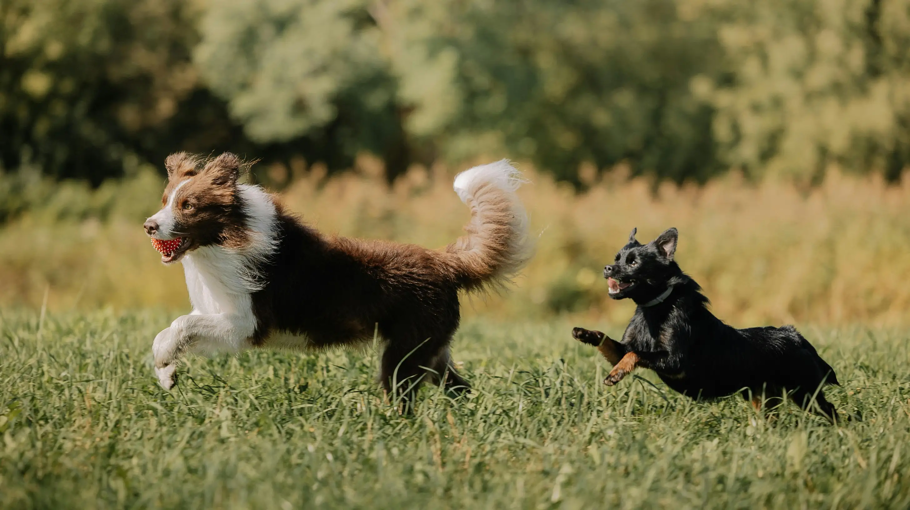 chiens qui cours dans un champ