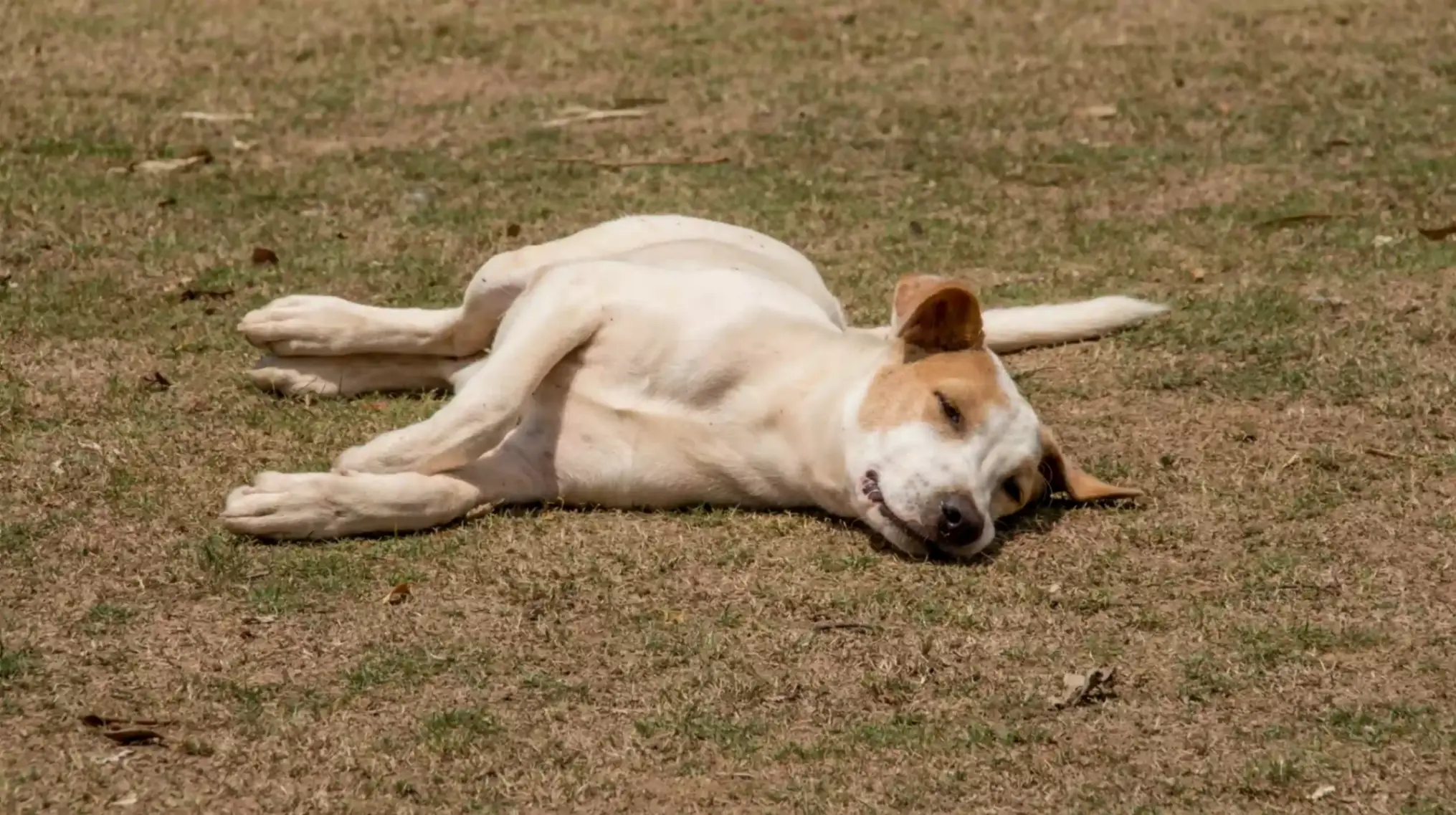 chien qui dort
