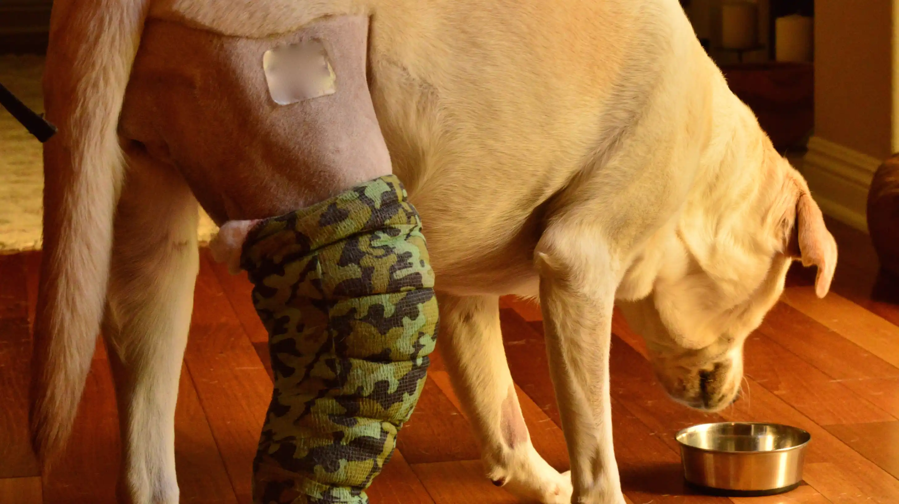 un chien avec la pâtte dans le plâtre