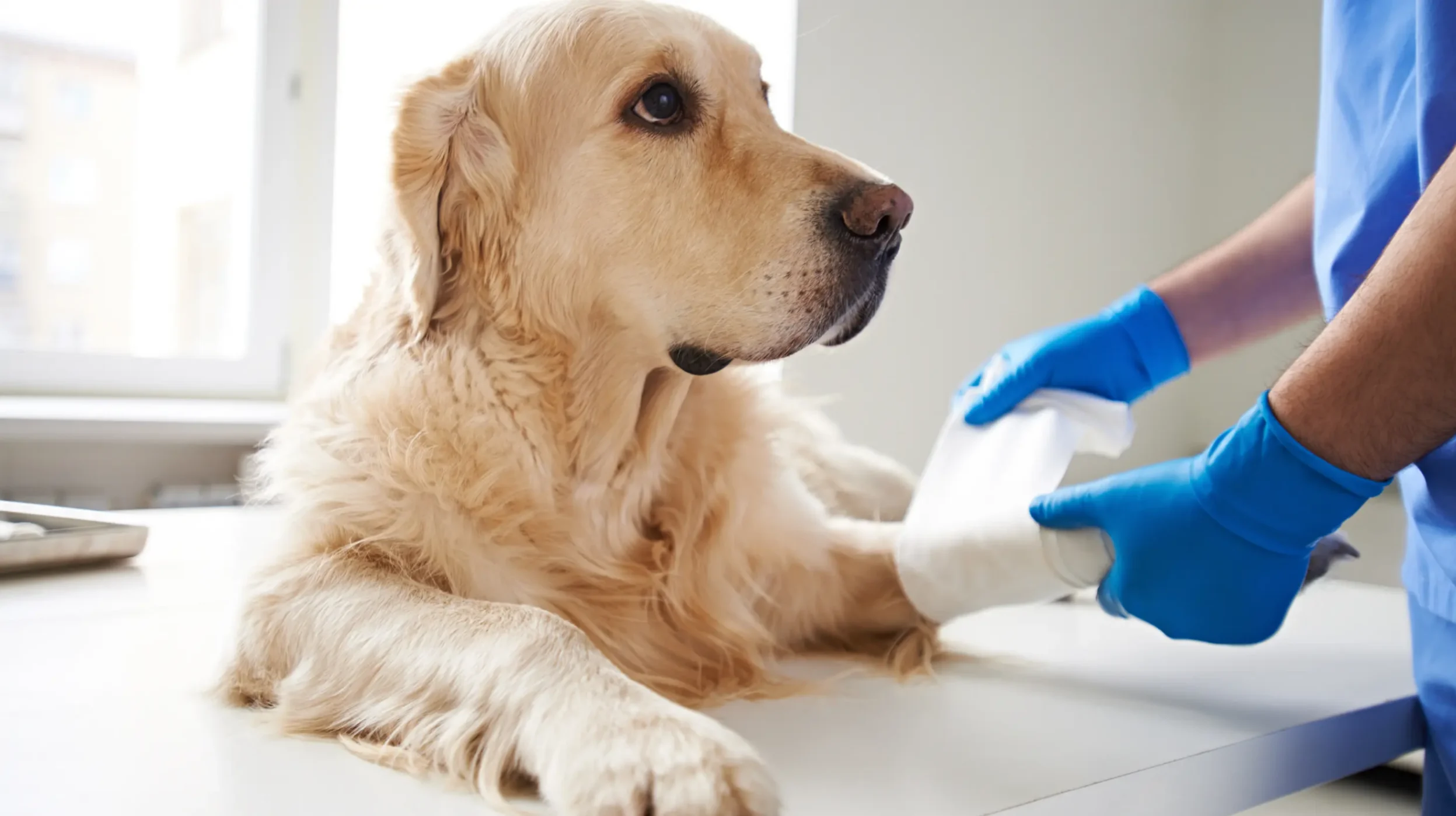chien à la clinique qui ce fait soigner