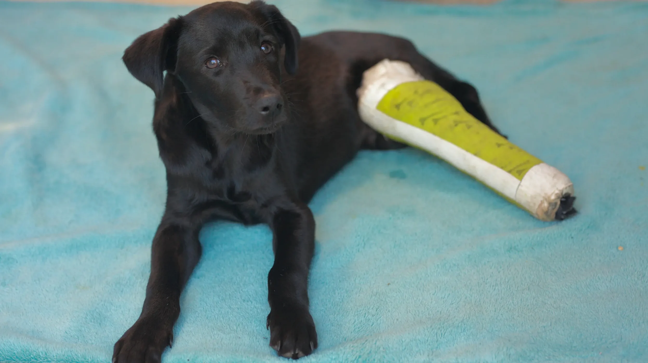 bébé chien avec un platre