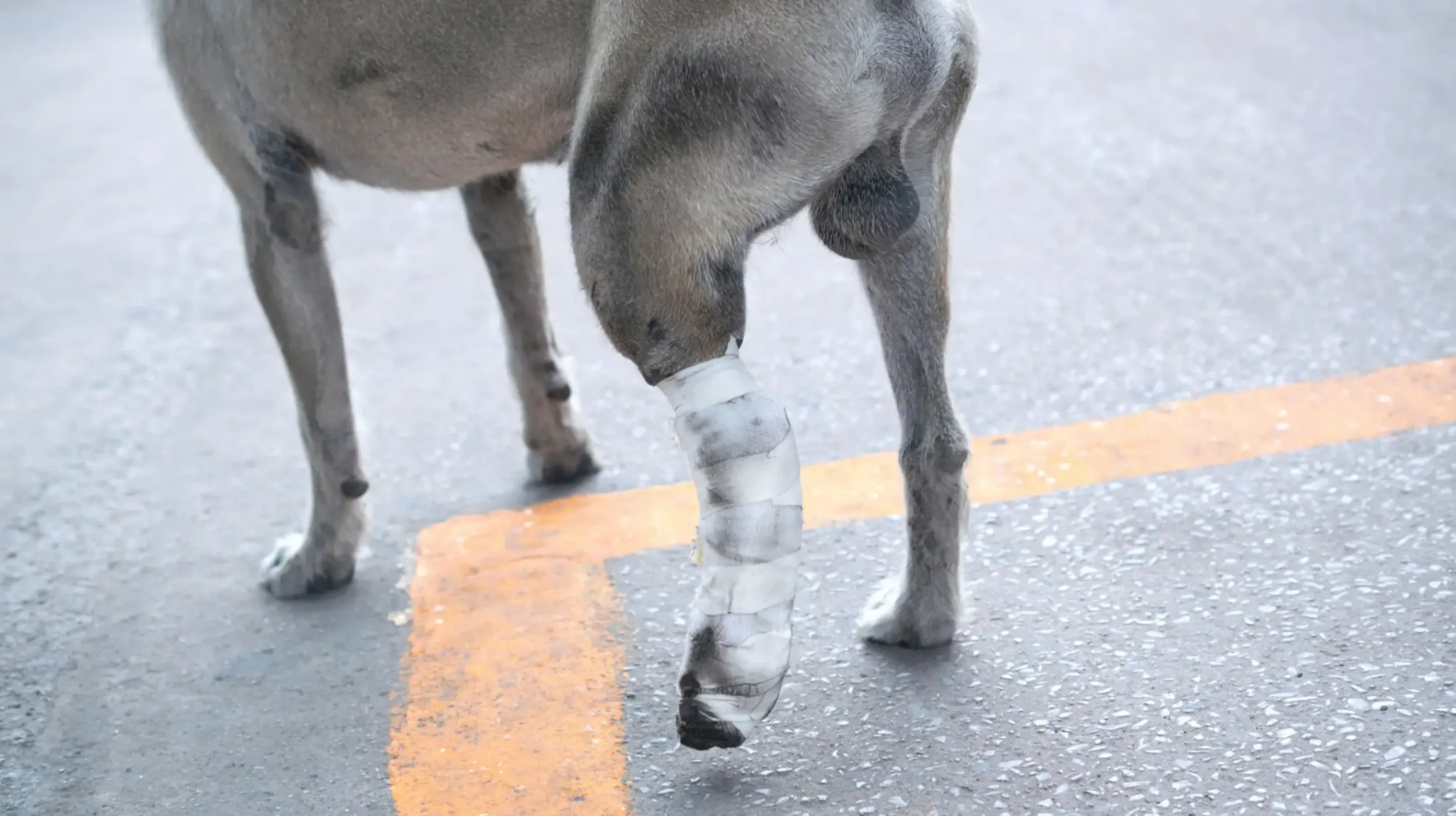 chien dans la rue avec un platre