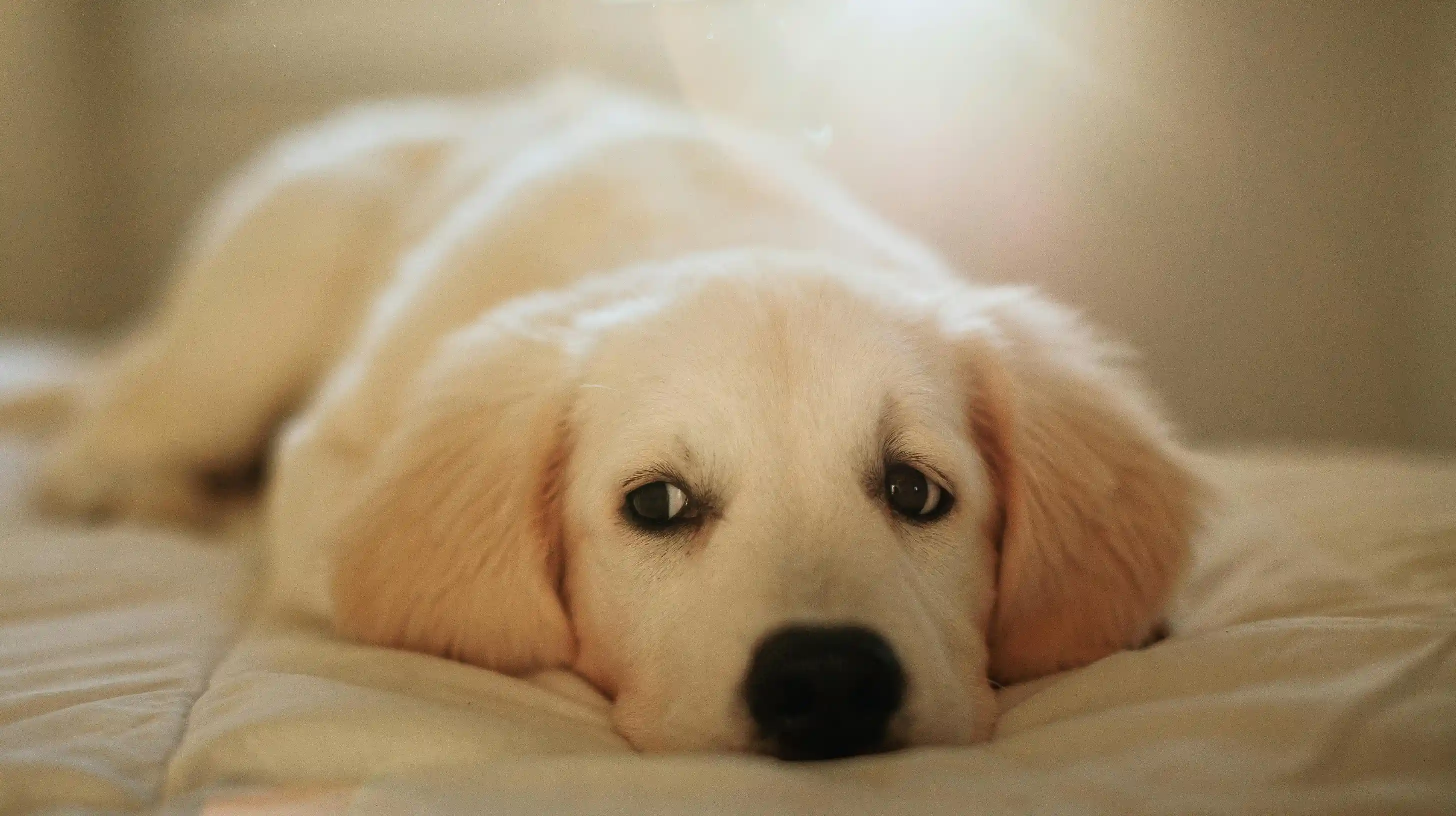 un bébé chiot allongé sur un lit