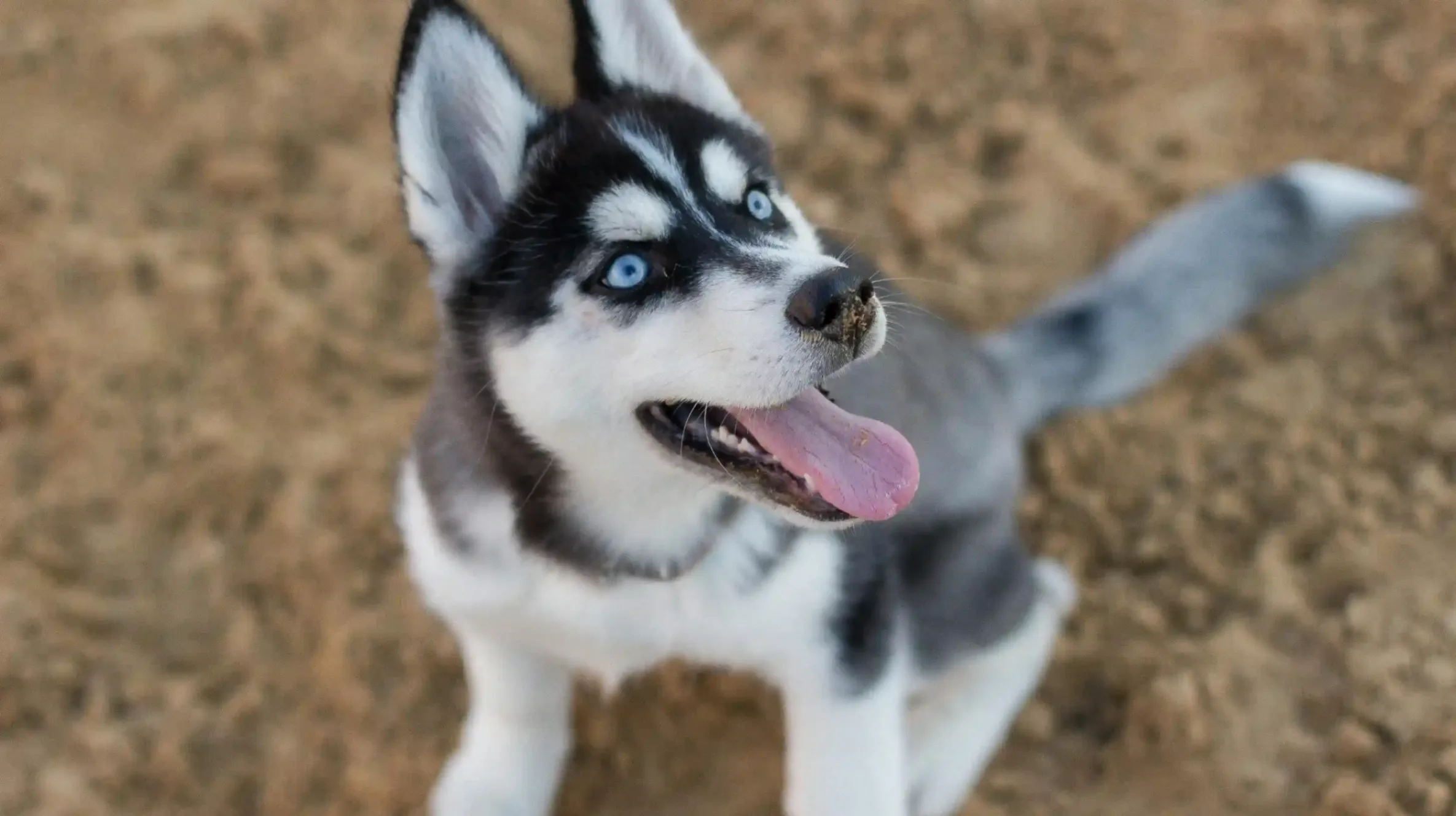 chiot qui joue