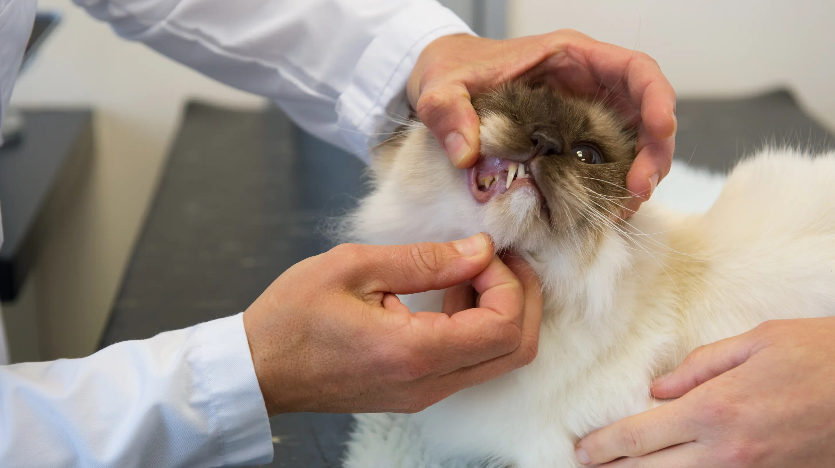 chat avec une mauvaise haleine