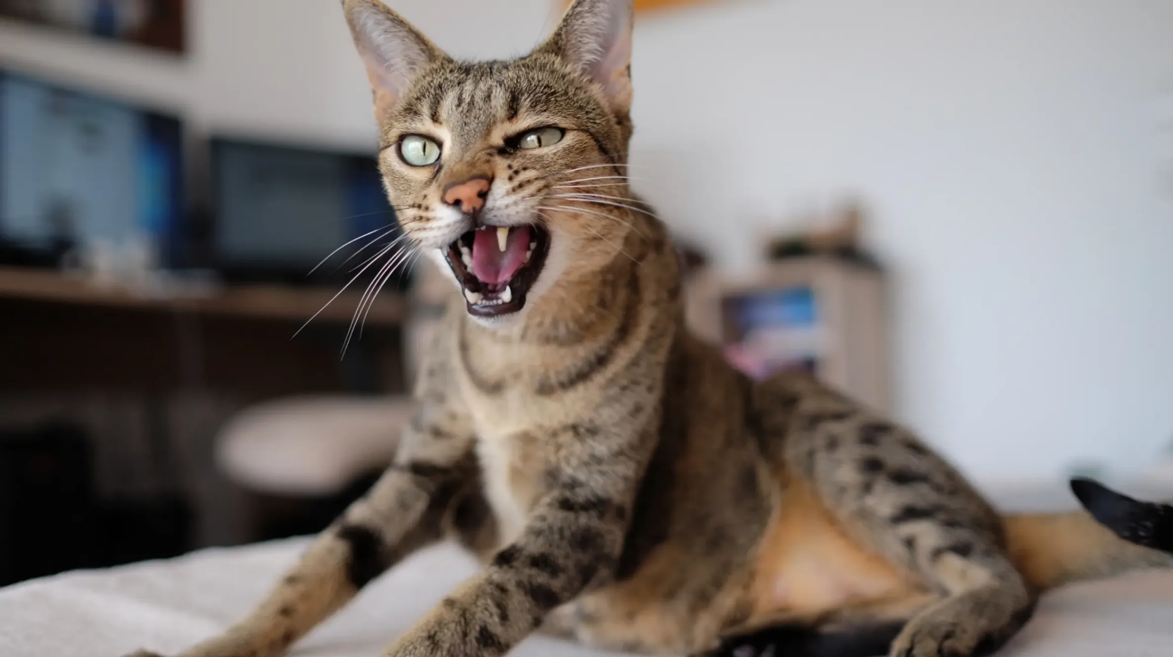 chat-avec-mauvaise-haleine