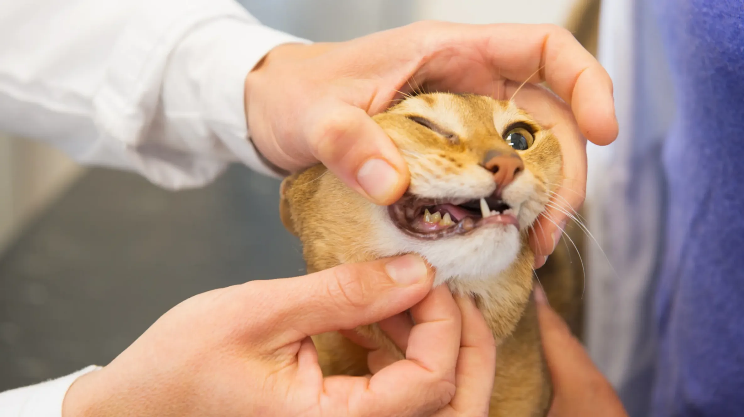 chat-avec-mauvaise-haleine