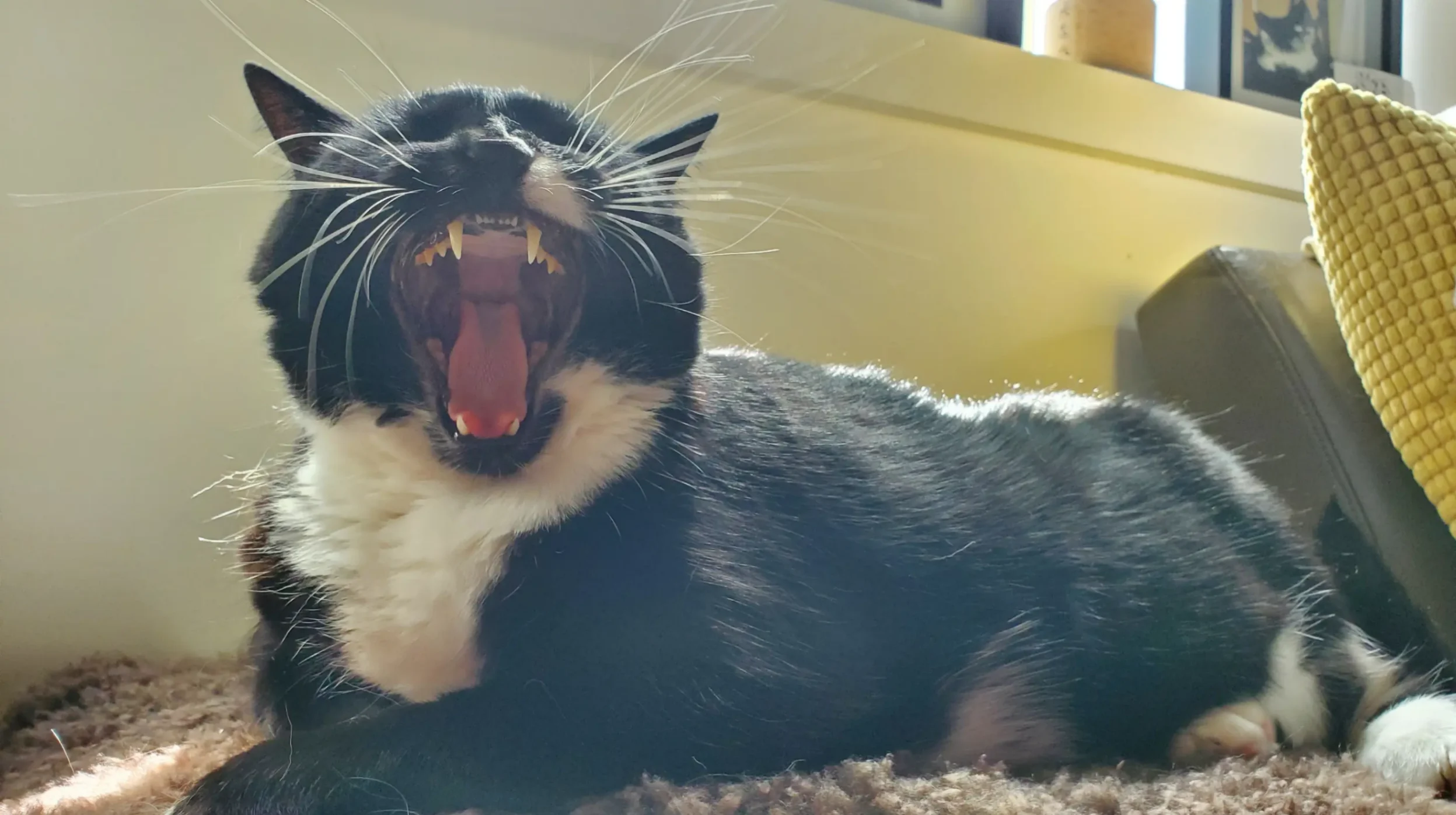 chat-avec-mauvaise-haleine