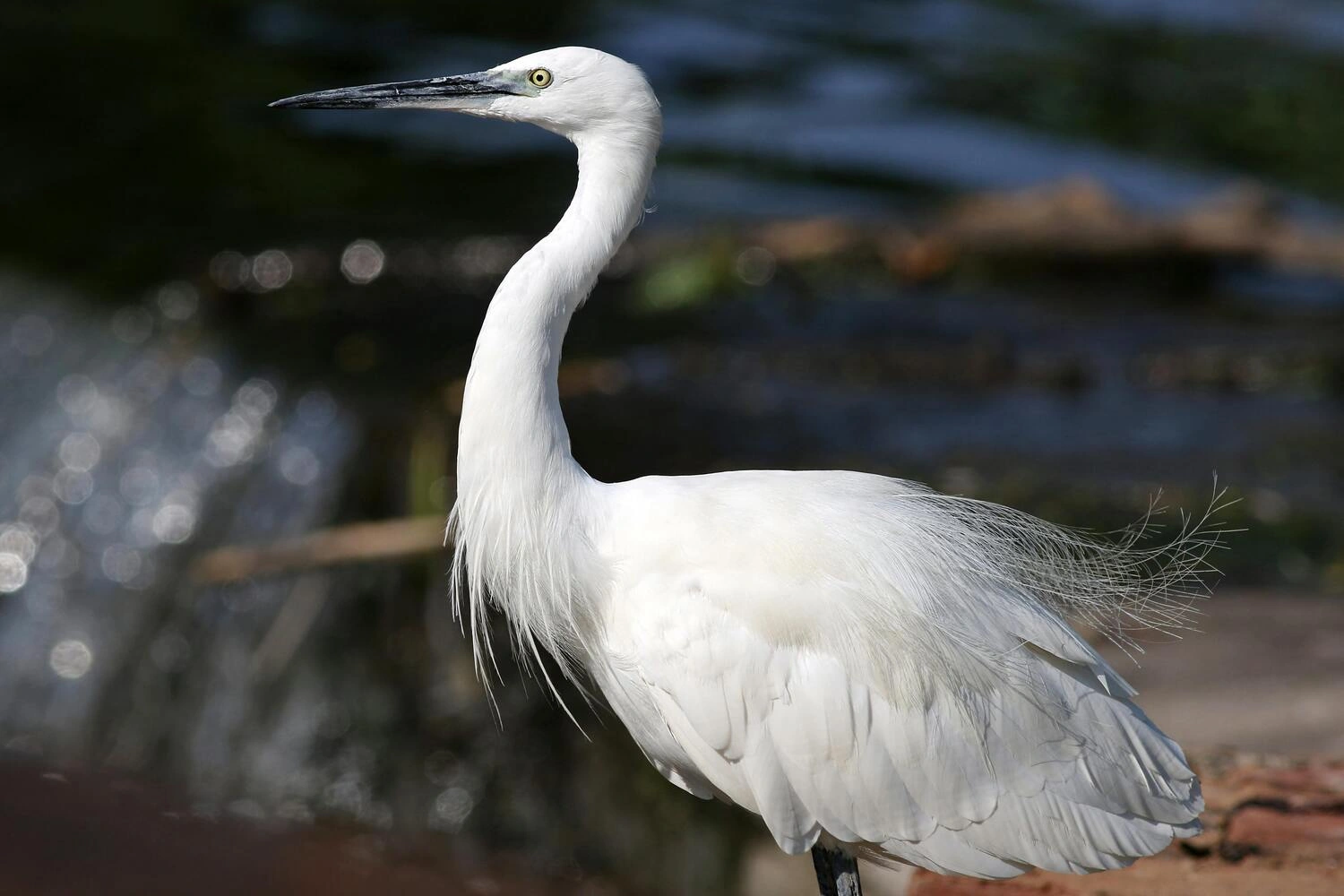 Kruger National Park Self-Drive Safari