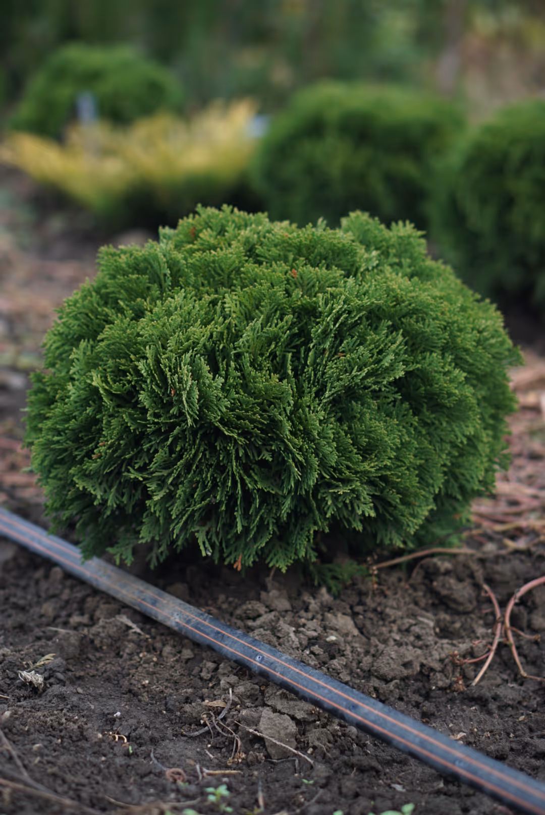 Imaginea unui tuia danica | tuia leylandii in pepiniera jud. mures