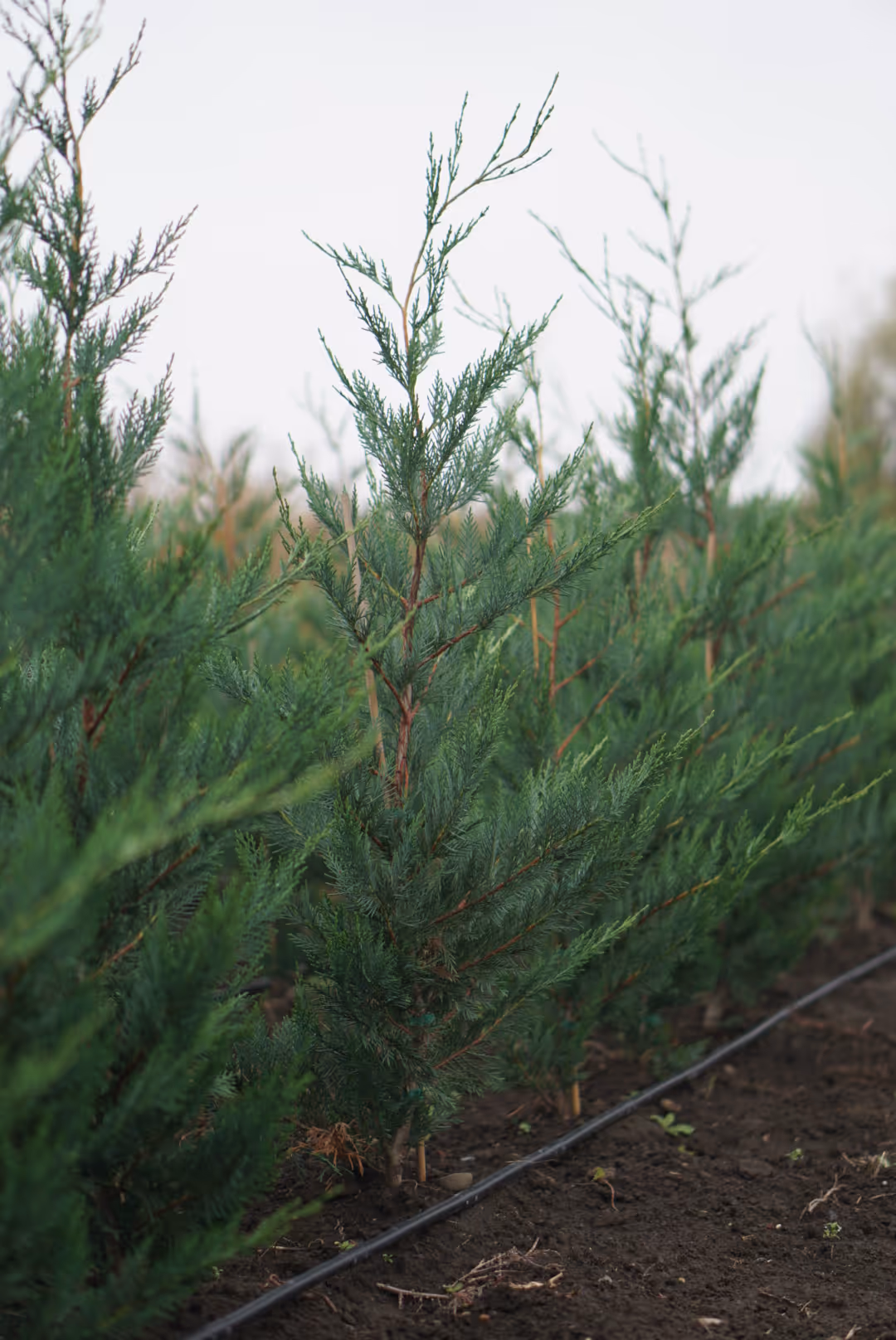 Imaginea unor plante decorative Leylandii | tuia leylandii in pepiniera jud. mures
