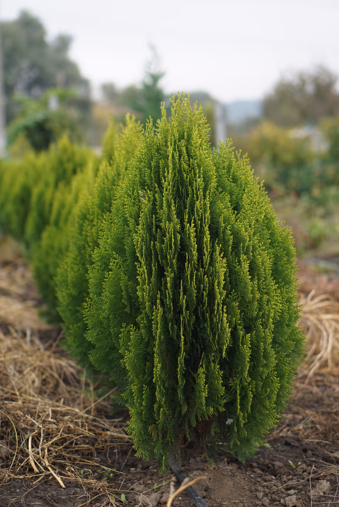 Imaginea unui tuia aurea nana | tuia smaragd in pepiniera jud. mures
