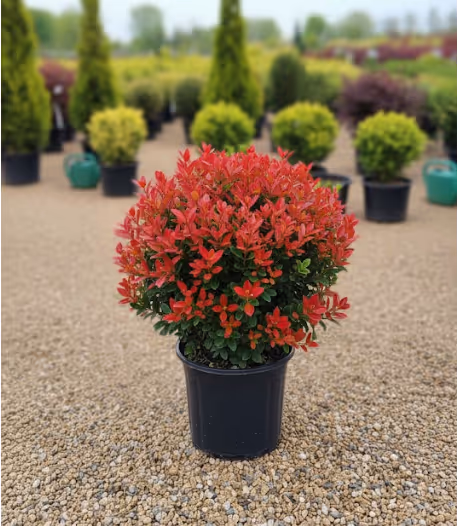 Imaginea unei Photinia Red | tuia smaragd in pepiniera jud. mures