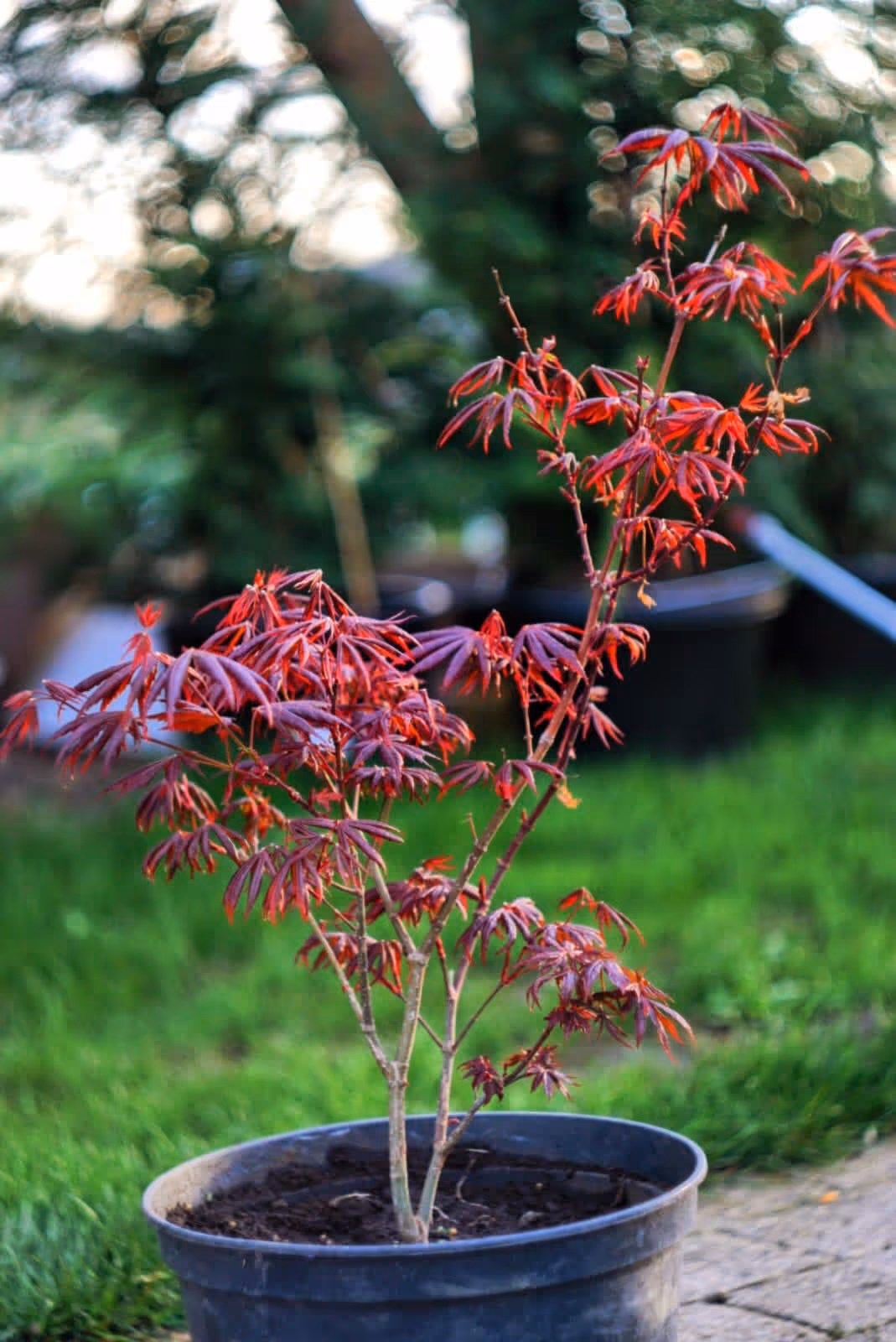 Artar japonez rosu | Tuia Romania | tuia smaragd in pepiniera jud. mures